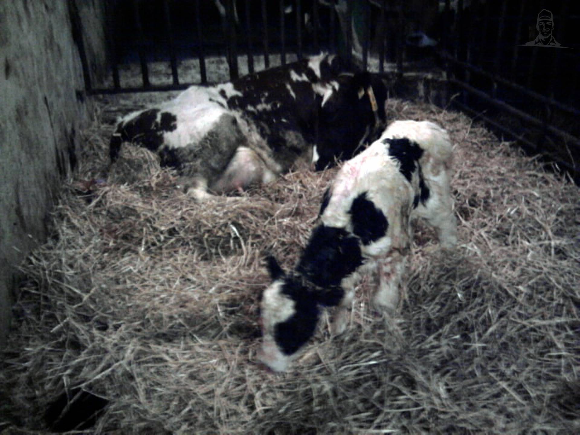 net geboren kalf van fendt patser
