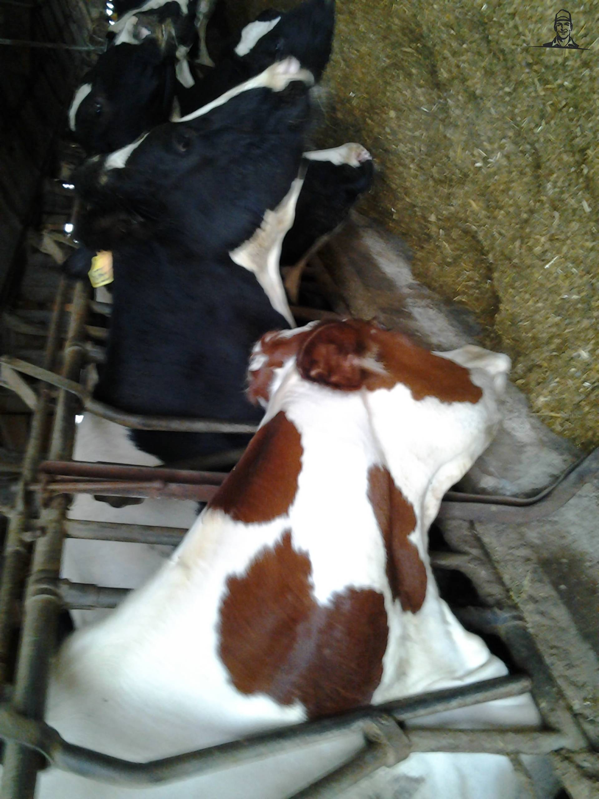 la mia mucca van lucaistrefi