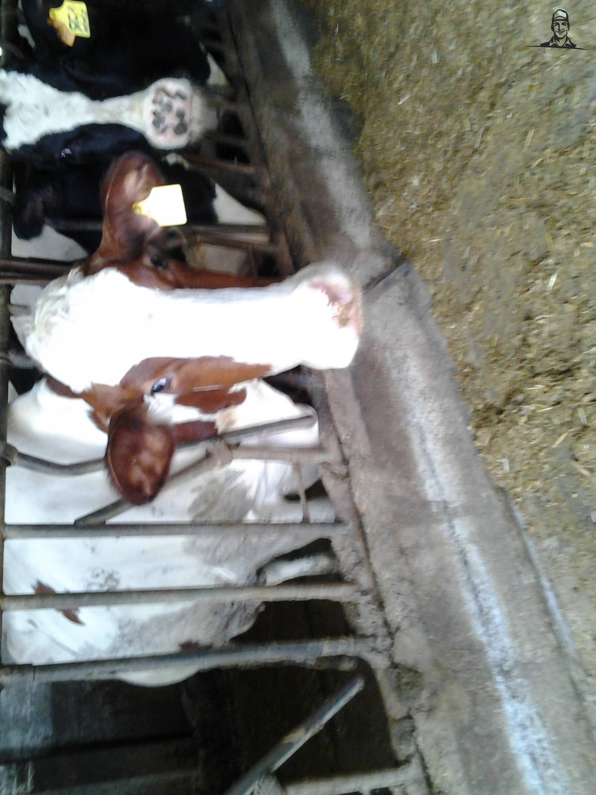 rossa  <3 van lucaistrefi