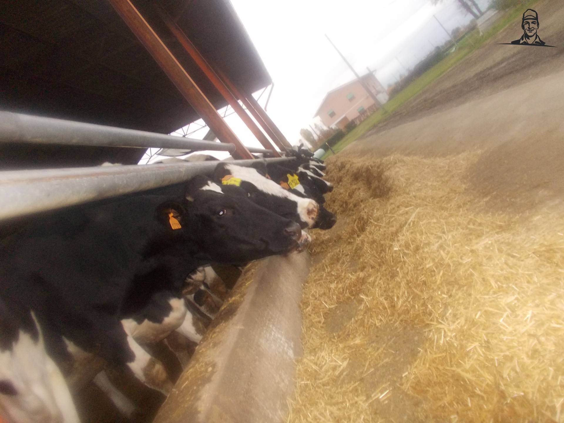 il pasto del giorno van lucaistrefi