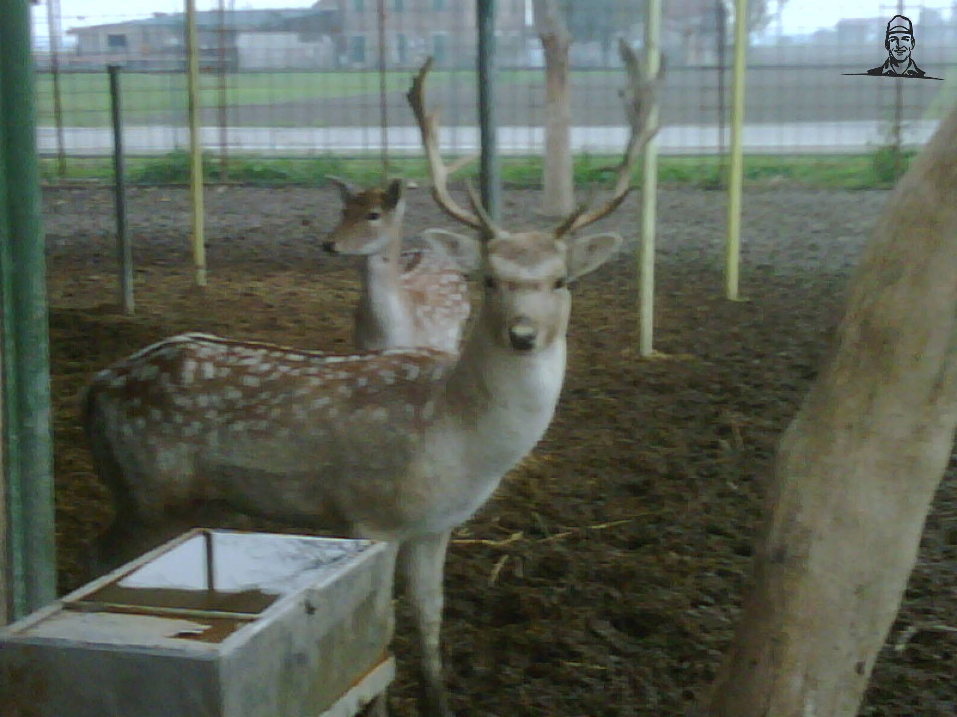 la renna jd van lucaistrefi