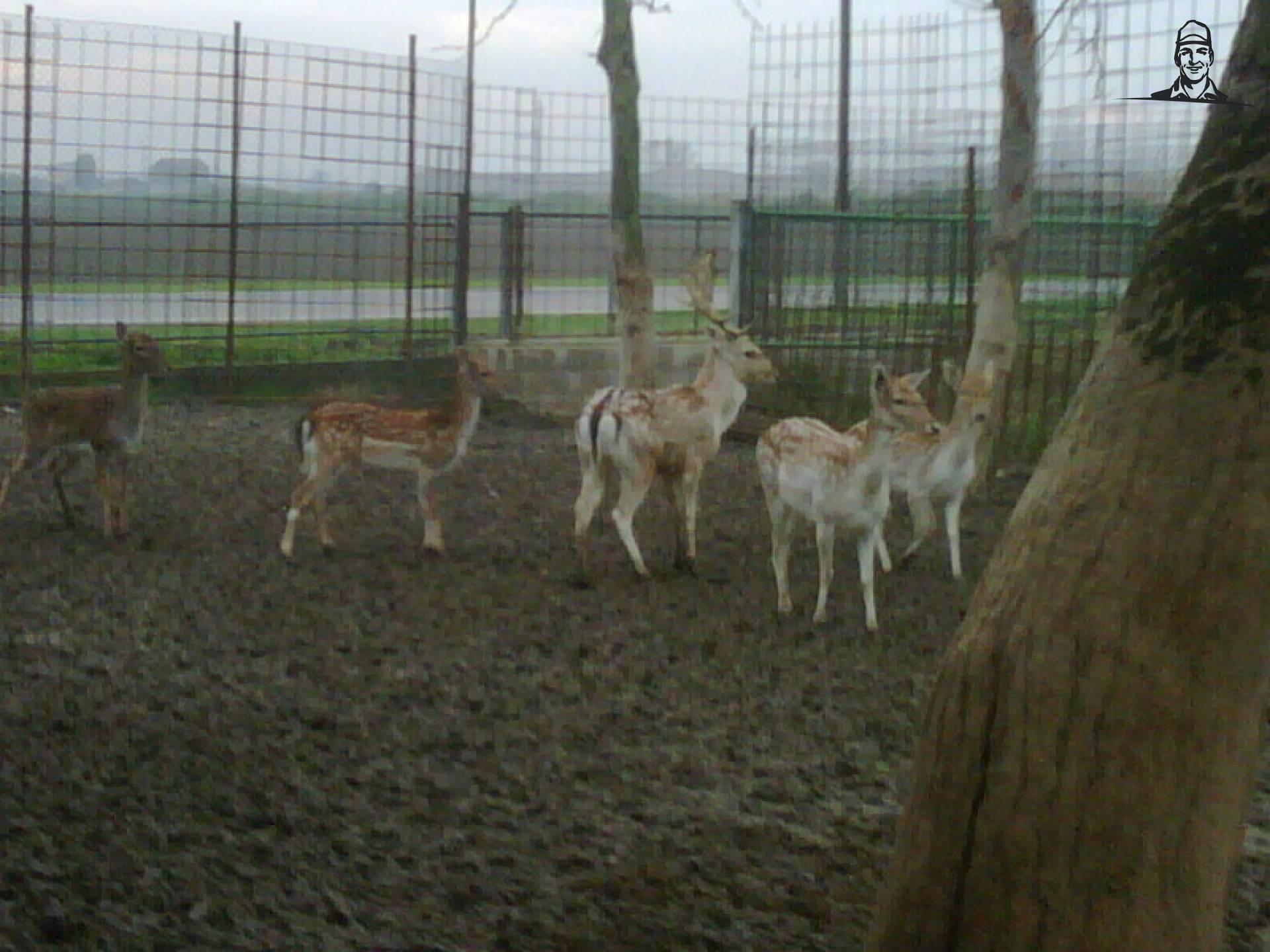 tutte le renne di babbo natale van lucaistrefi
