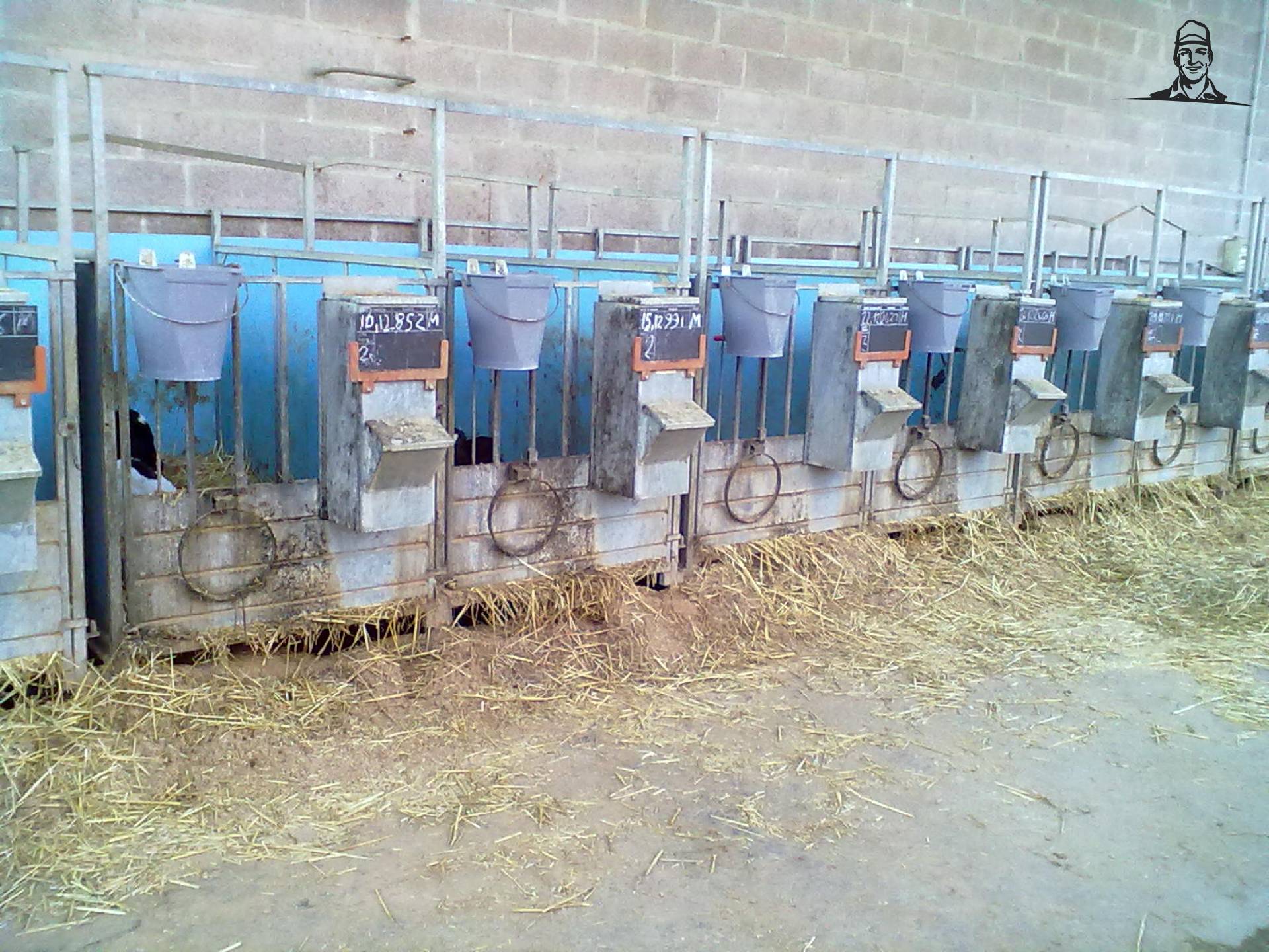 box animal! van lucaistrefi