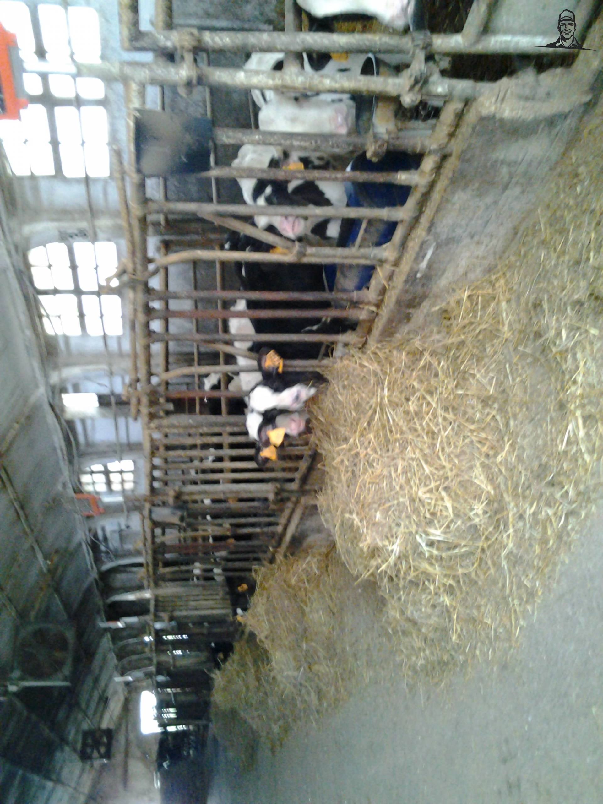 vitelli un po cresciuti !  van lucaistrefi