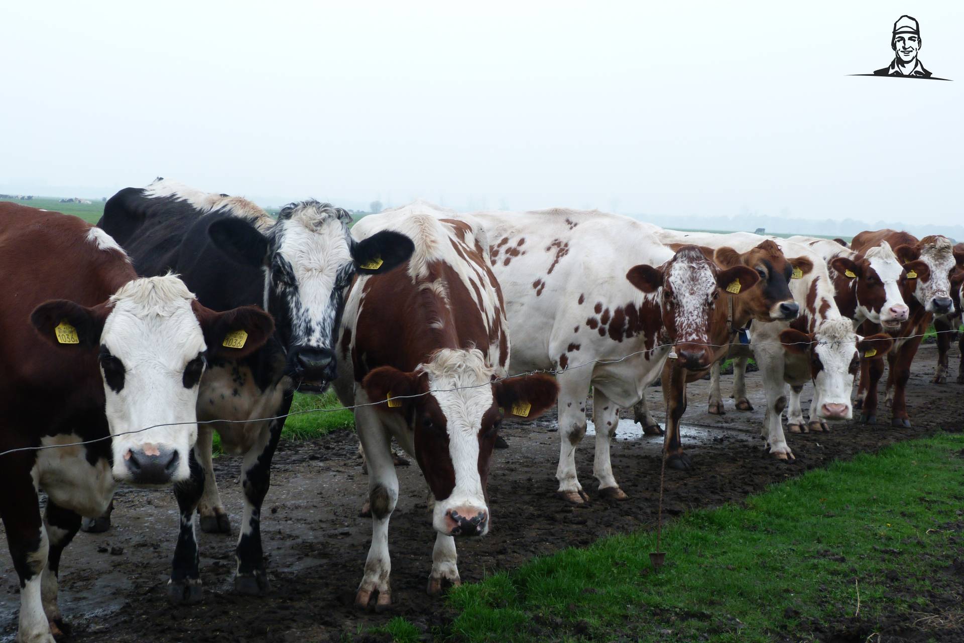 de koeien van fokje114