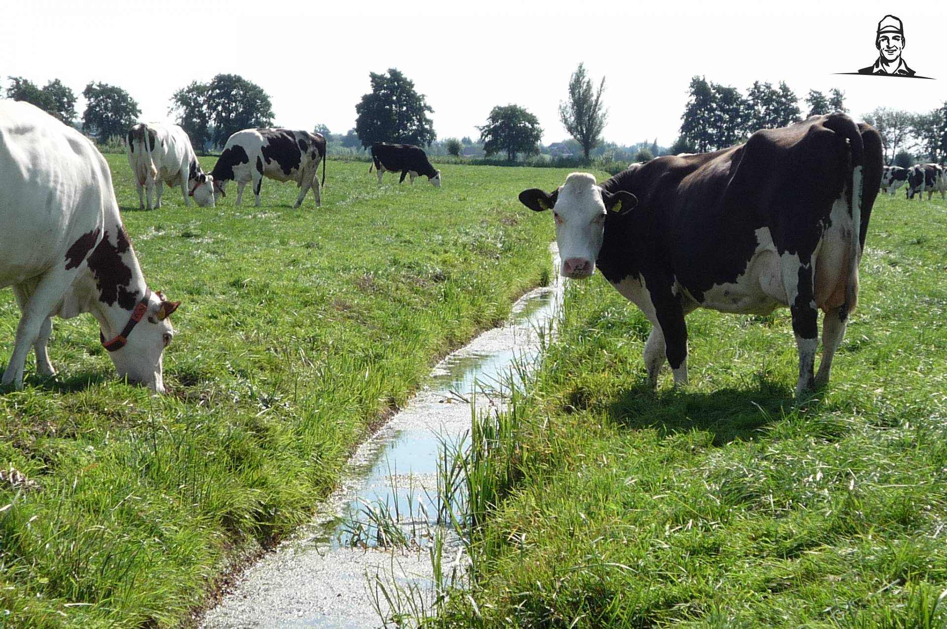 koeien in de wei van zetor4ever
