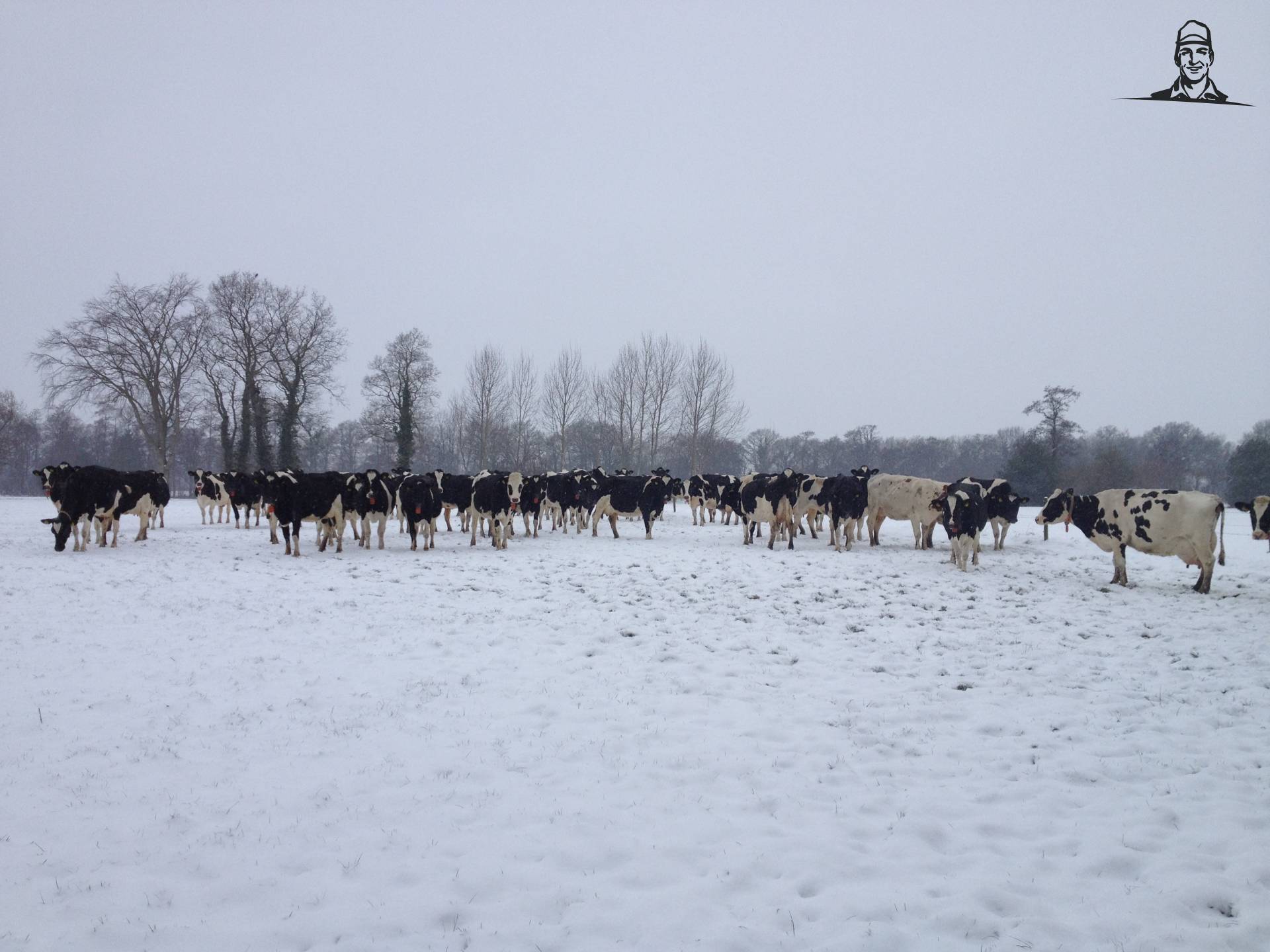 21-01-2013 #koeienindewei van Koeienboer Jannes