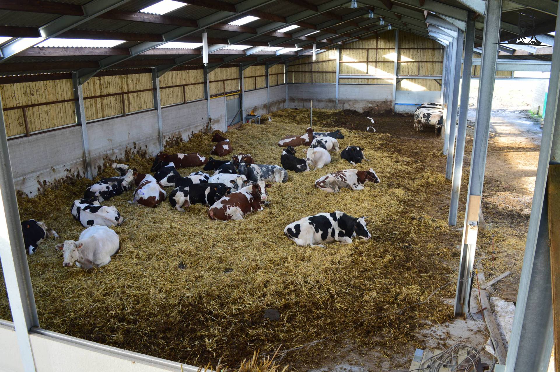 koeien in grote stro box van wouter05