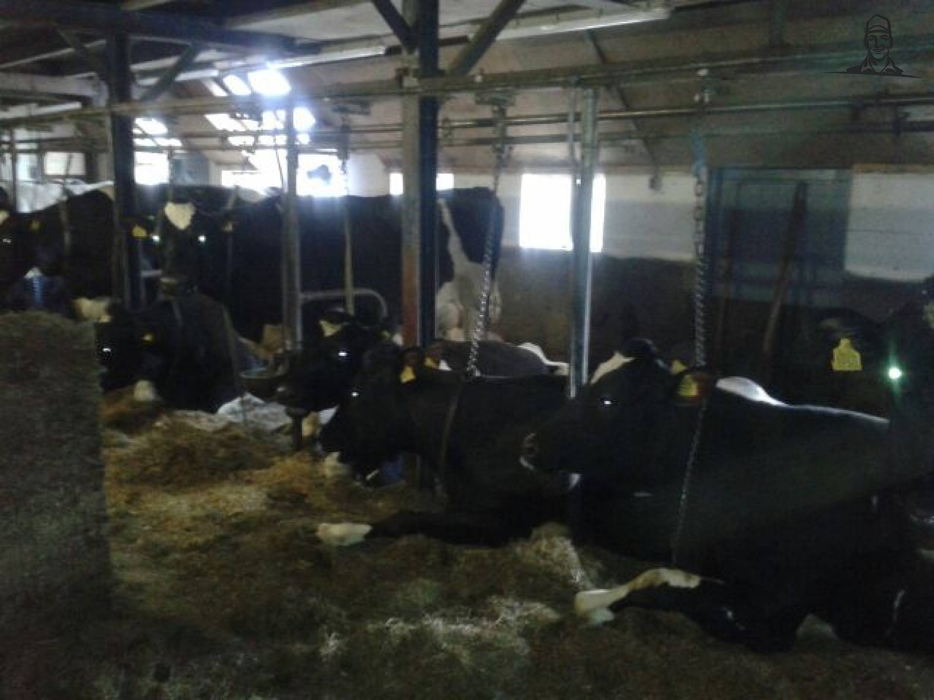 Grupstal van JeroenKuiper