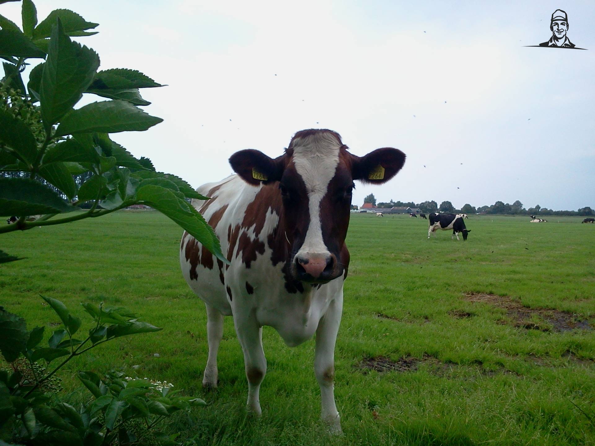Koe nummer 70 :) van Angelo368