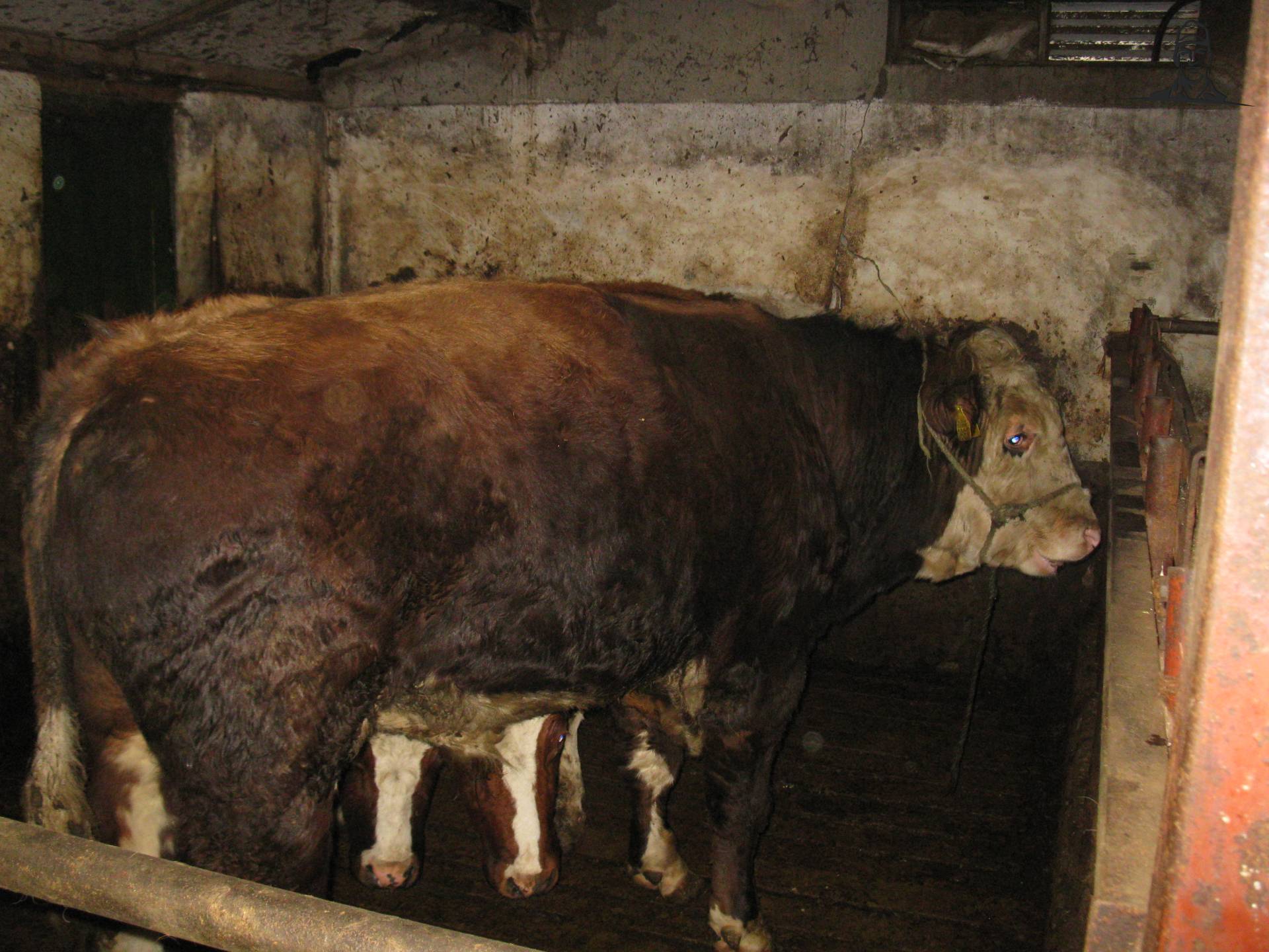  MontbÃ©liarde van salemink