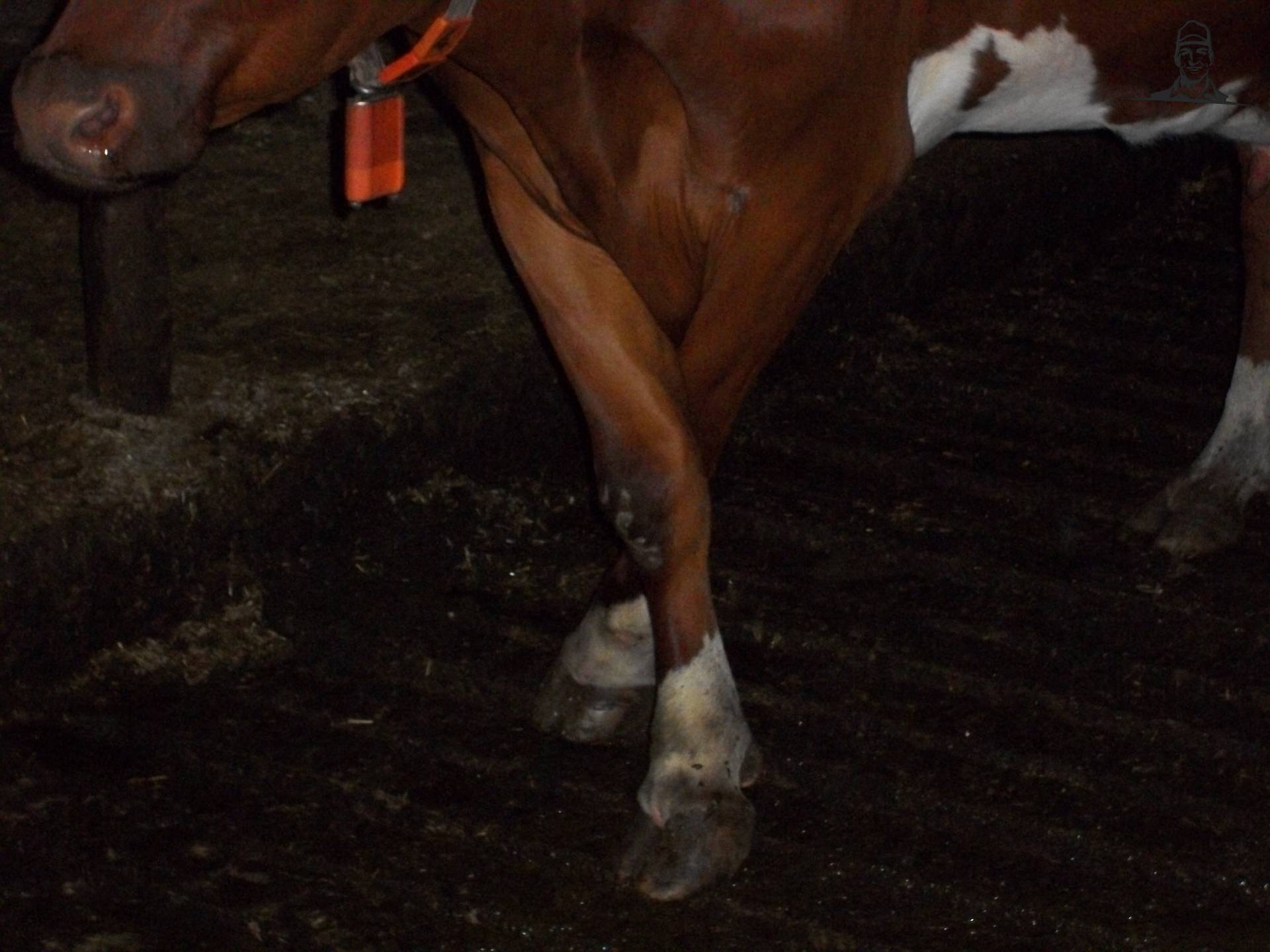 gekruiste poten van Ford5610III