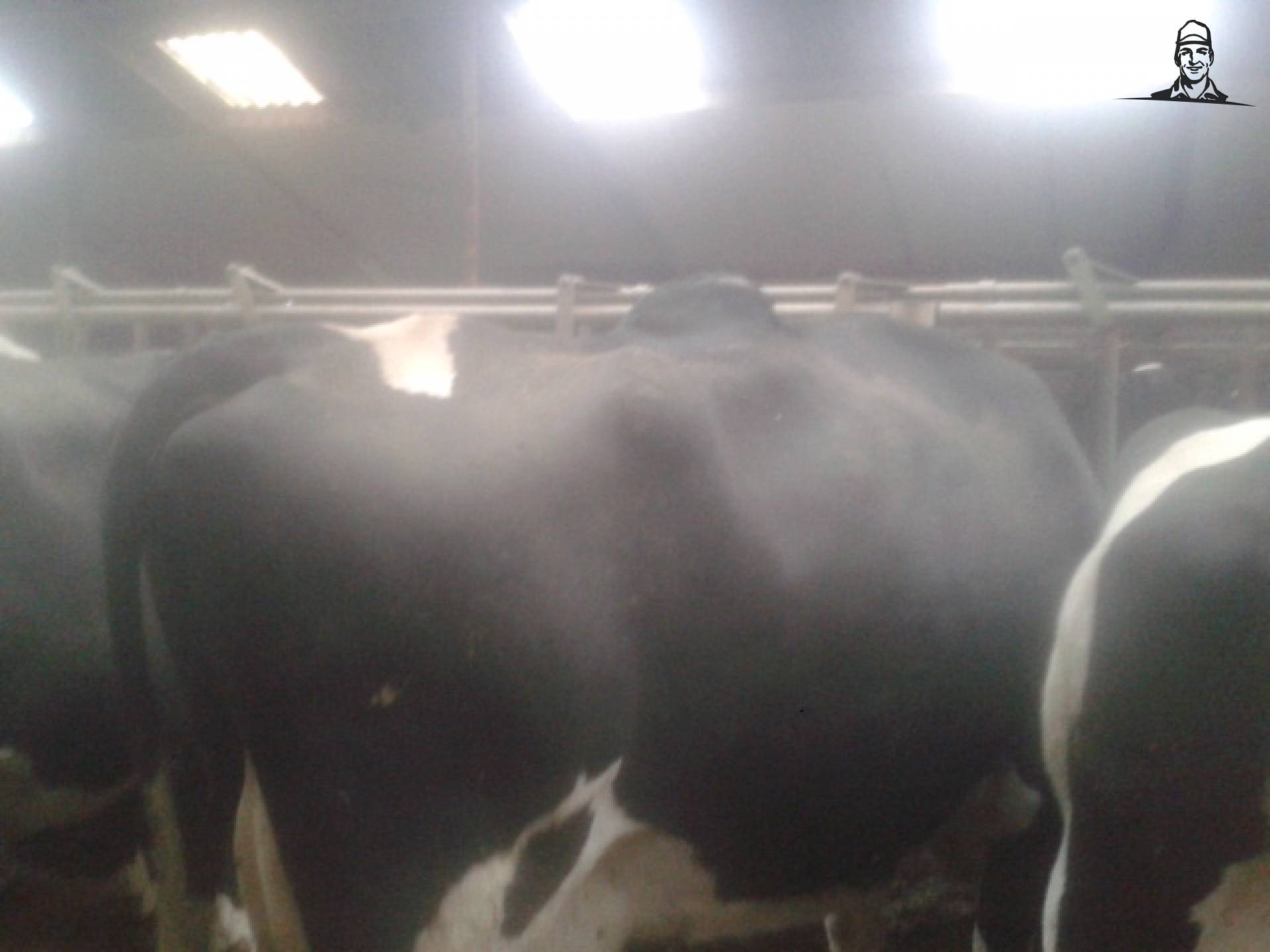 Een drommedaris koe?! van PauldeKort