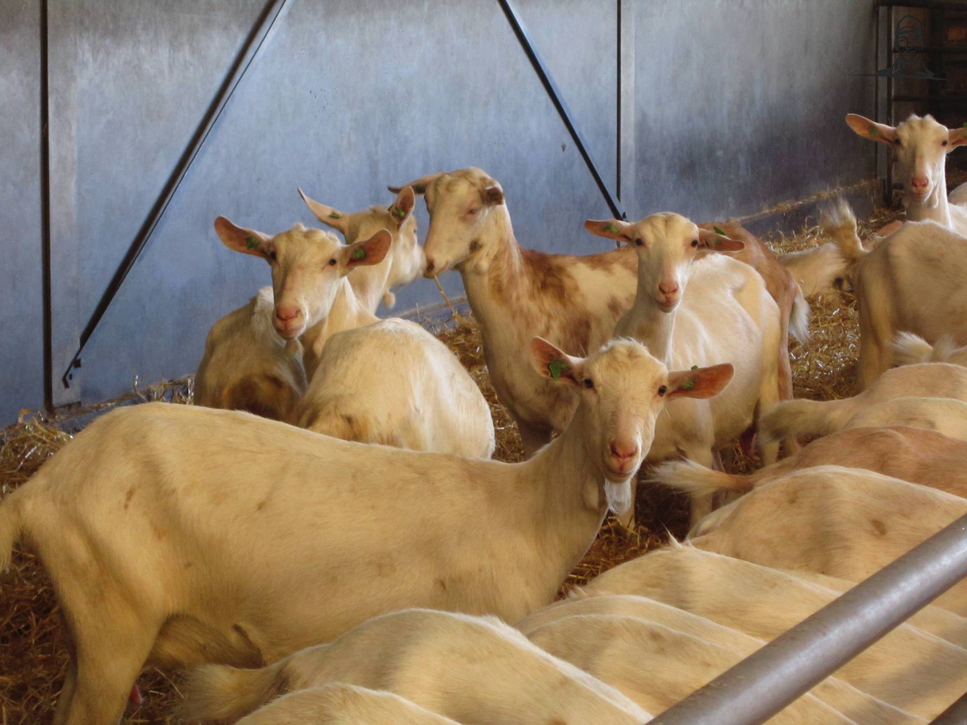 Jaarlingen  van Valtrapowerr