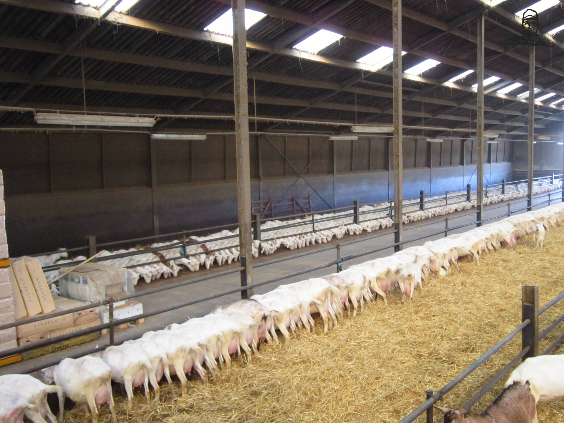 1e en 2e jaars melkgeiten. van Valtrapowerr