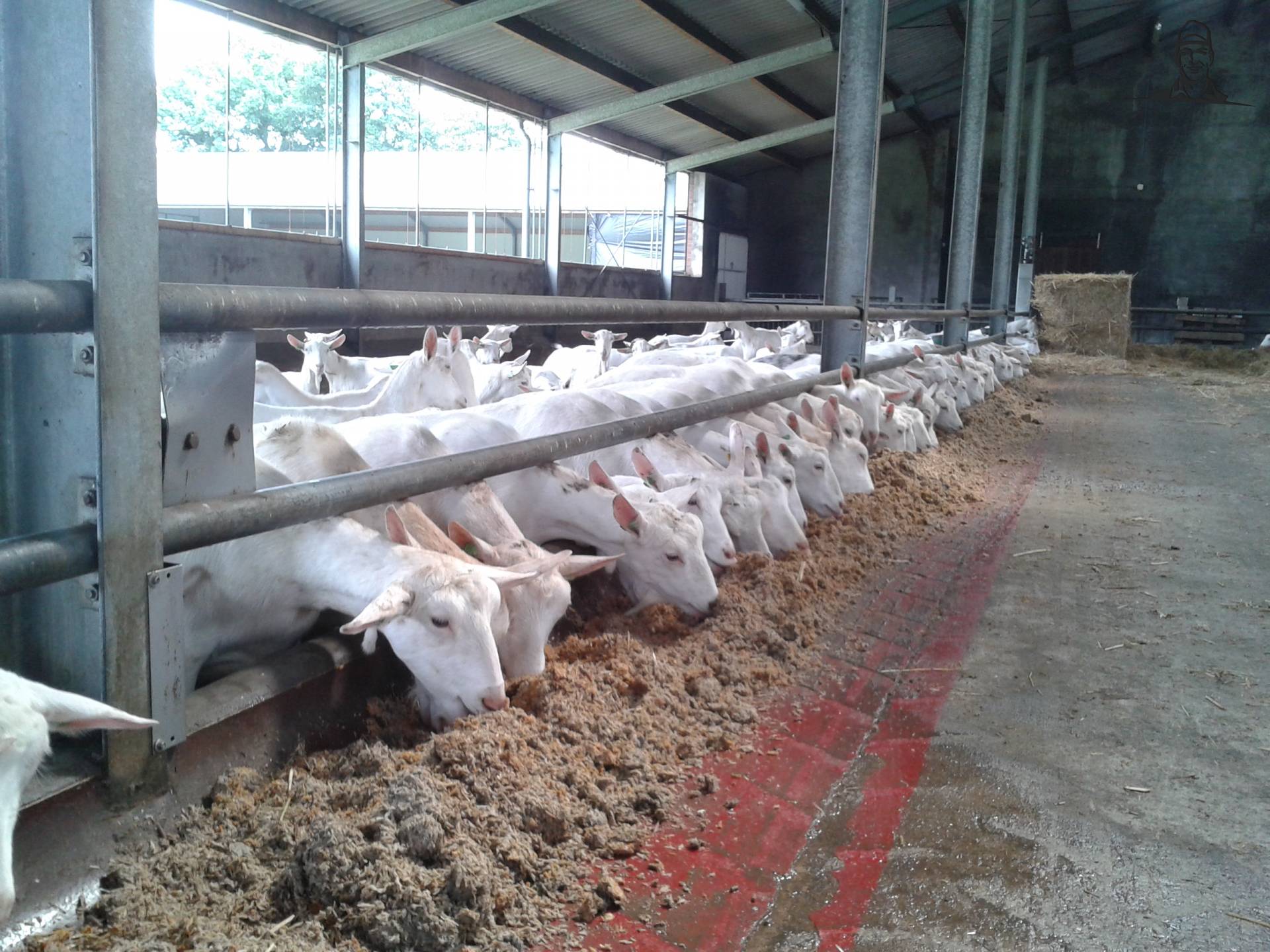 geiten  van jeroenvandepoll