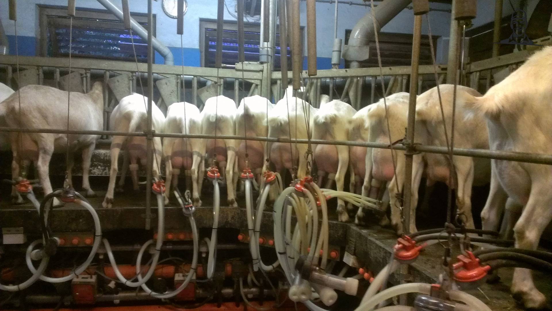 geiten  van jeroenvandepoll