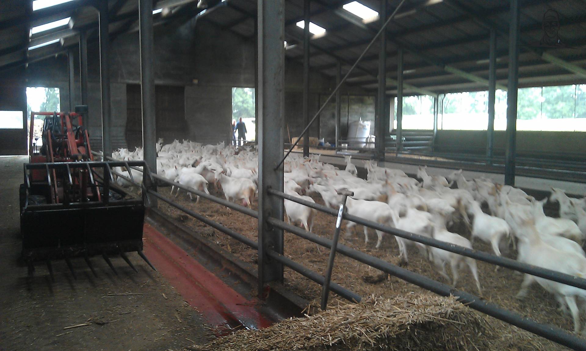 geiten  van jeroenvandepoll