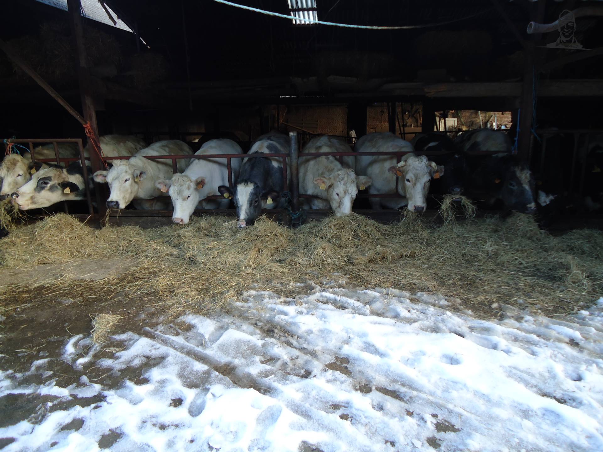 koeien aan het voederhek van Jonass