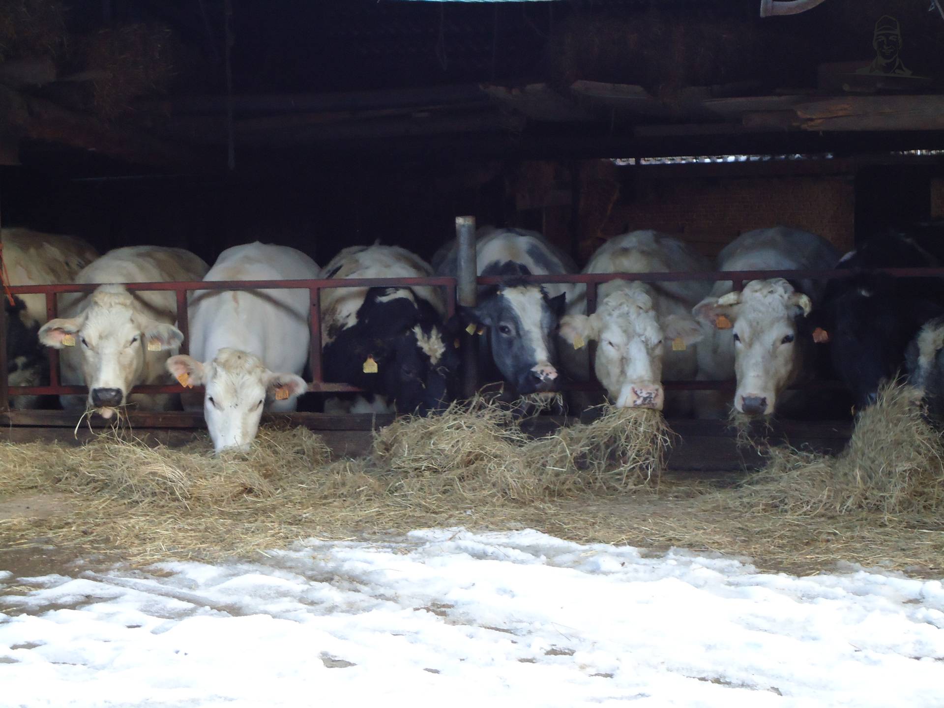 koeien aan het voederhek van Jonass