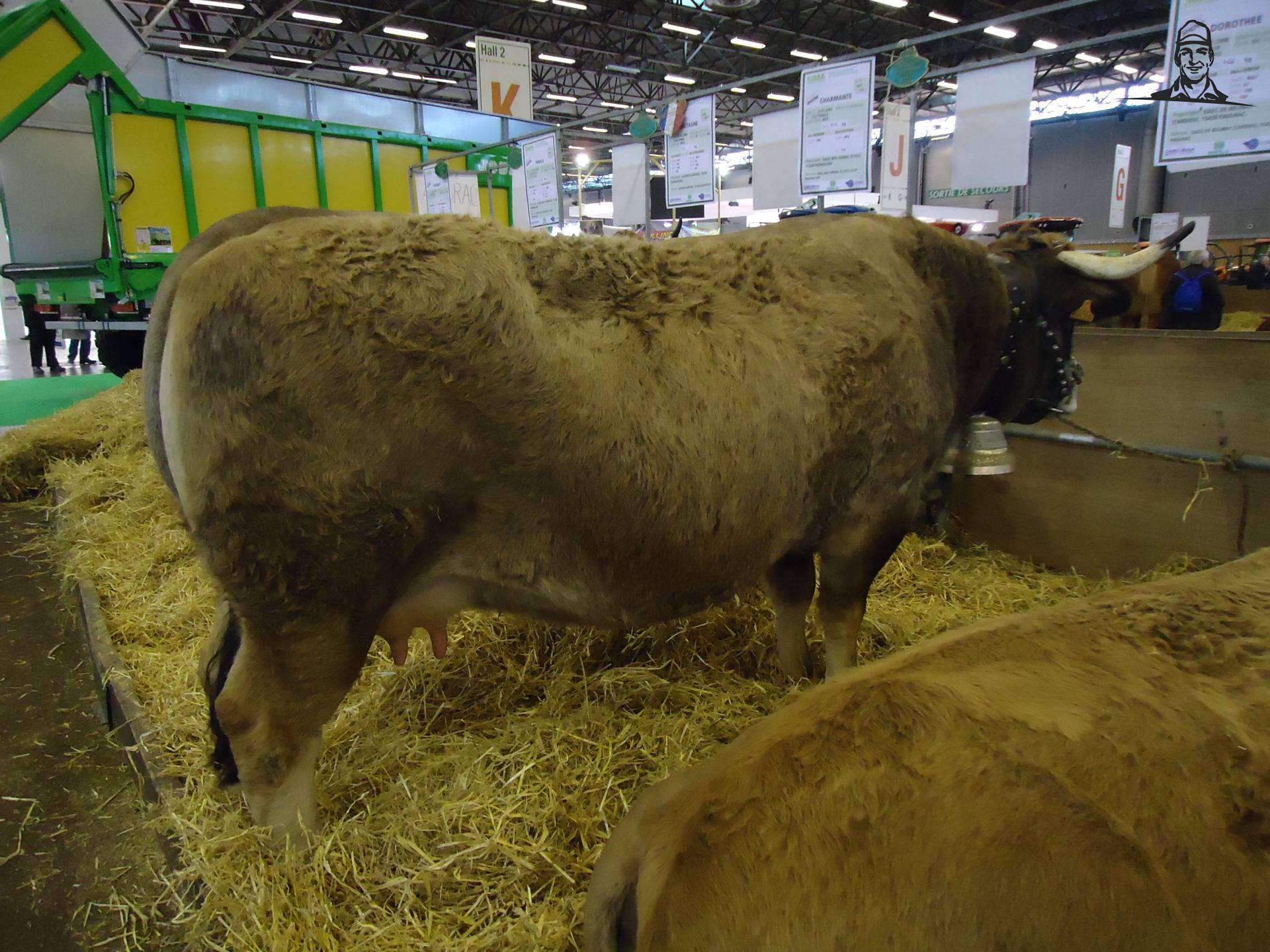 Aubrac-koe van Jonass