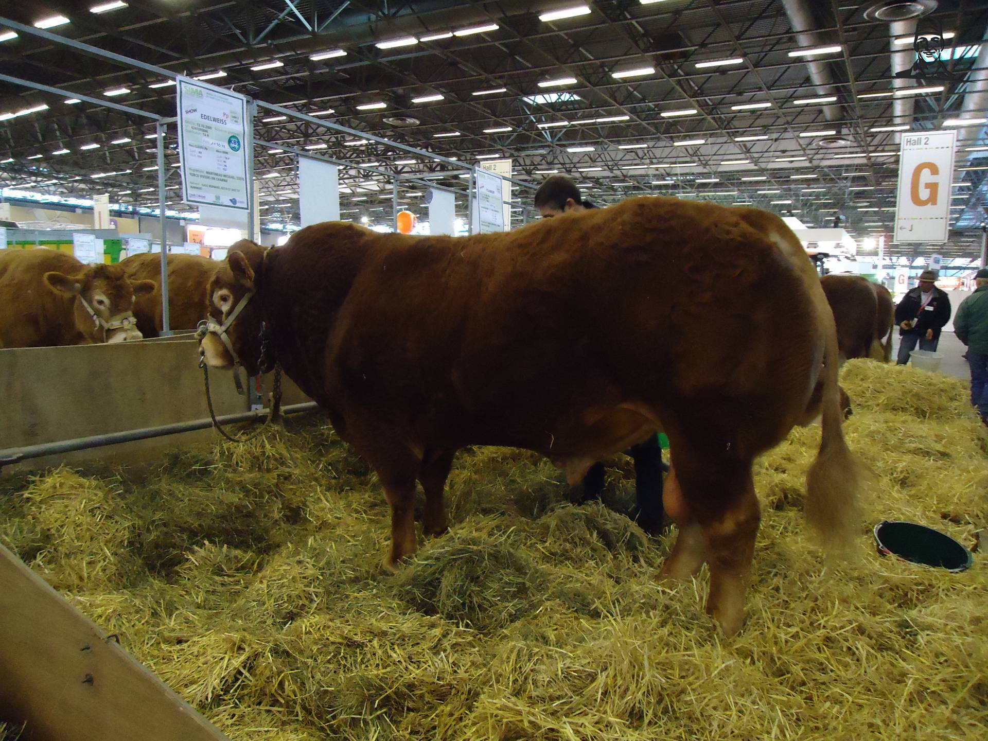 Limousin-stier van Jonass