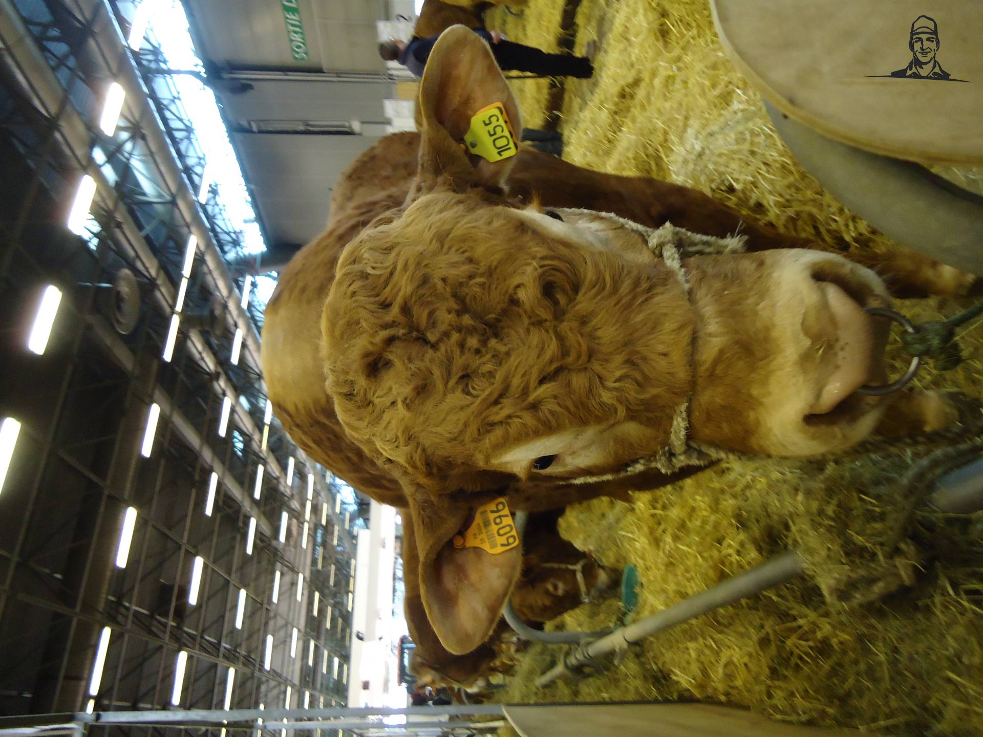 Limousin-stier van Jonass