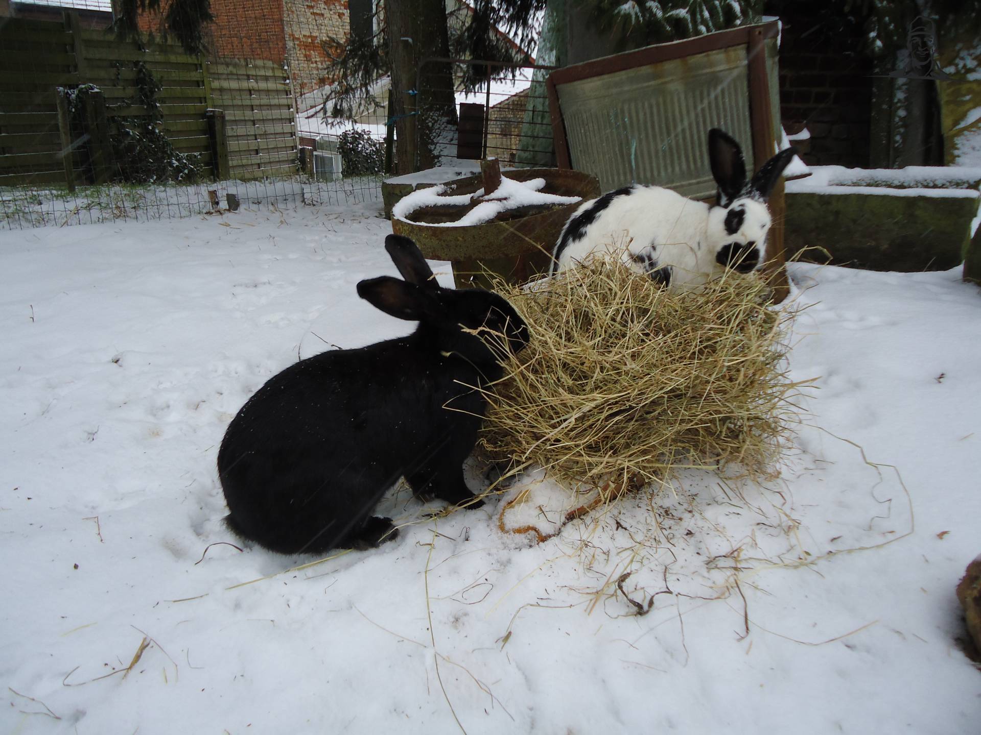mijn konijnen van Jonass