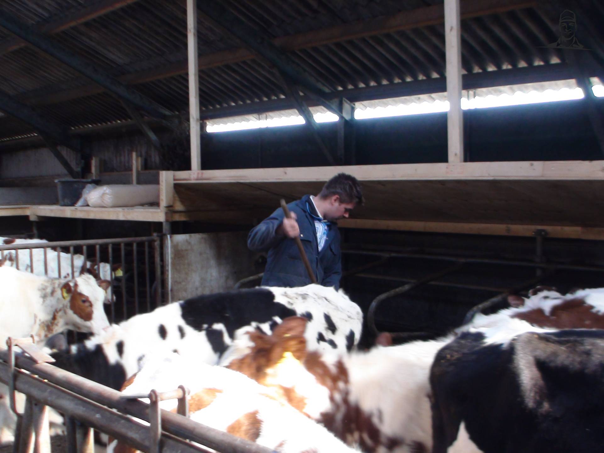 Extra luwte voor de kalveren/jongvee van Grasbaal