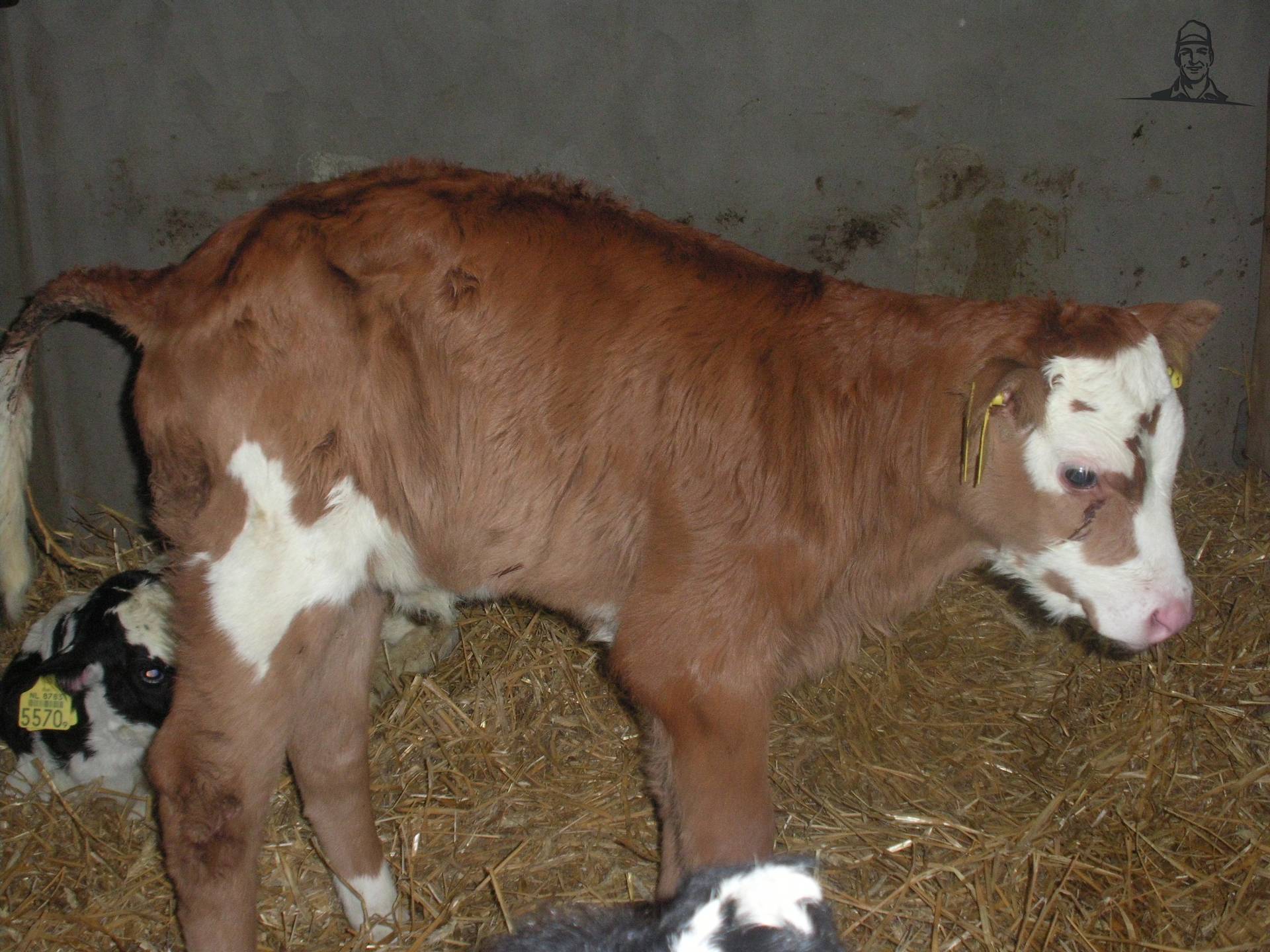 Reladon vaarskalf van claasfan530