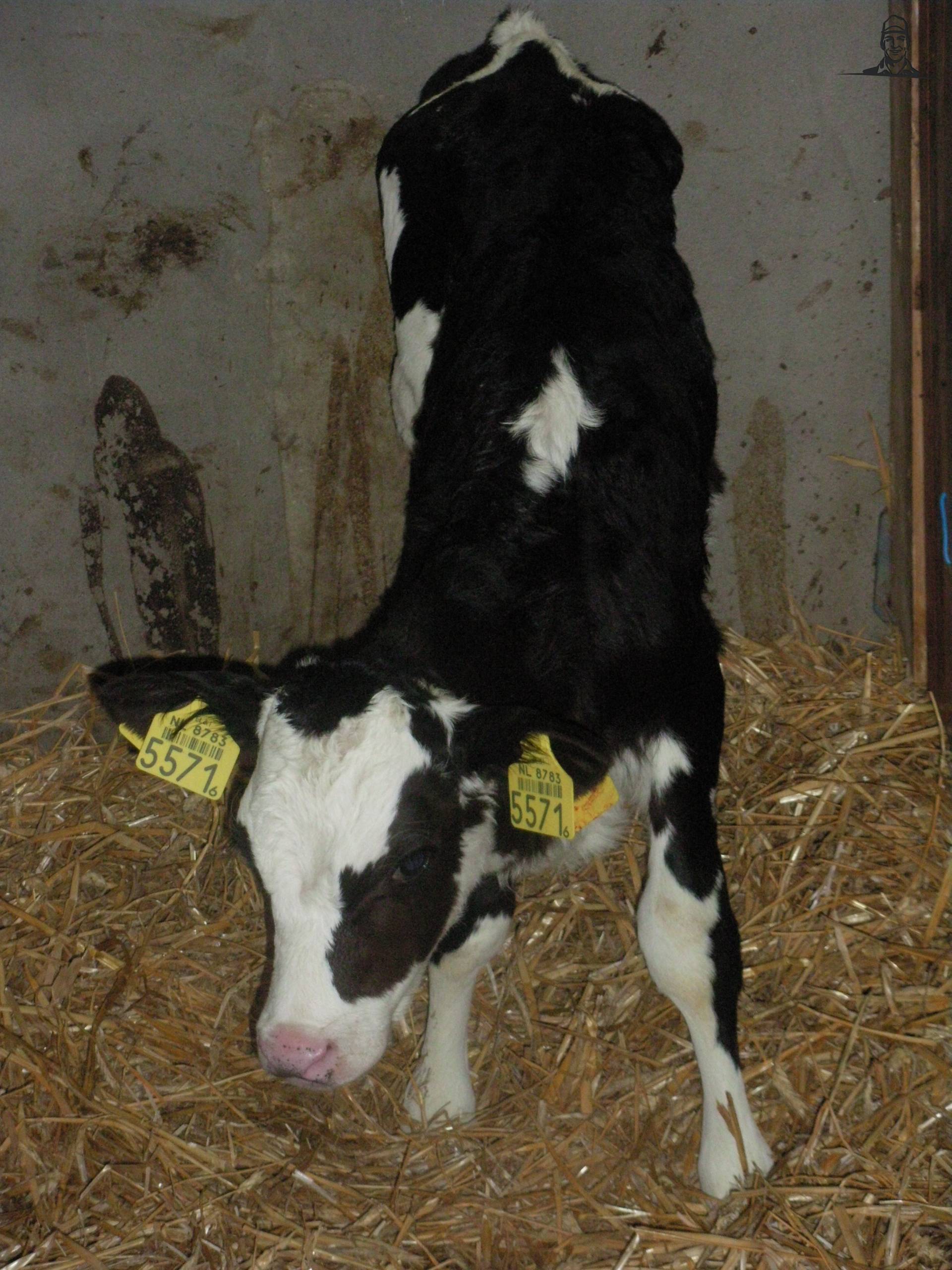 Improver dochter van claasfan530