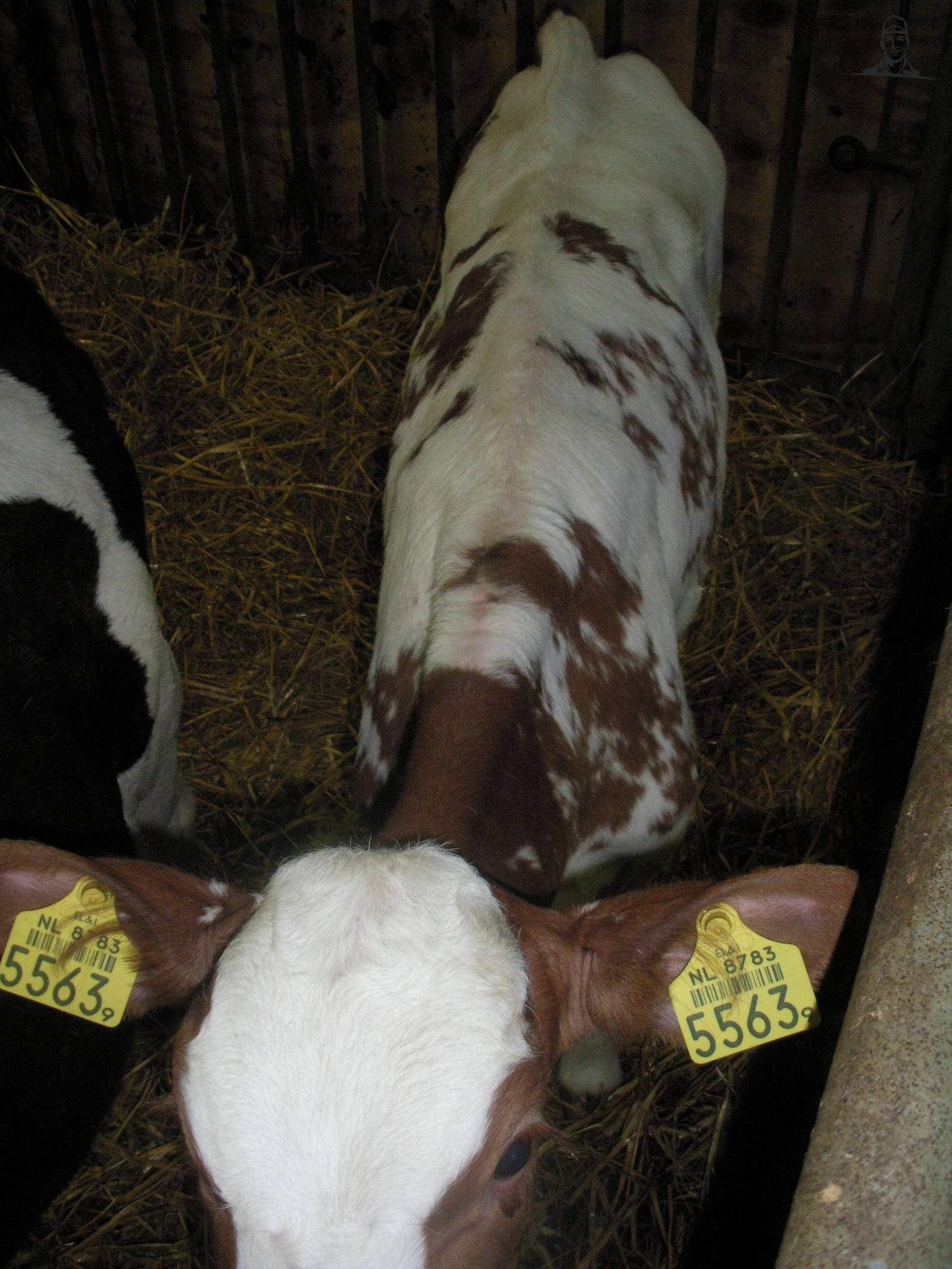 Kodak dochter van claasfan530