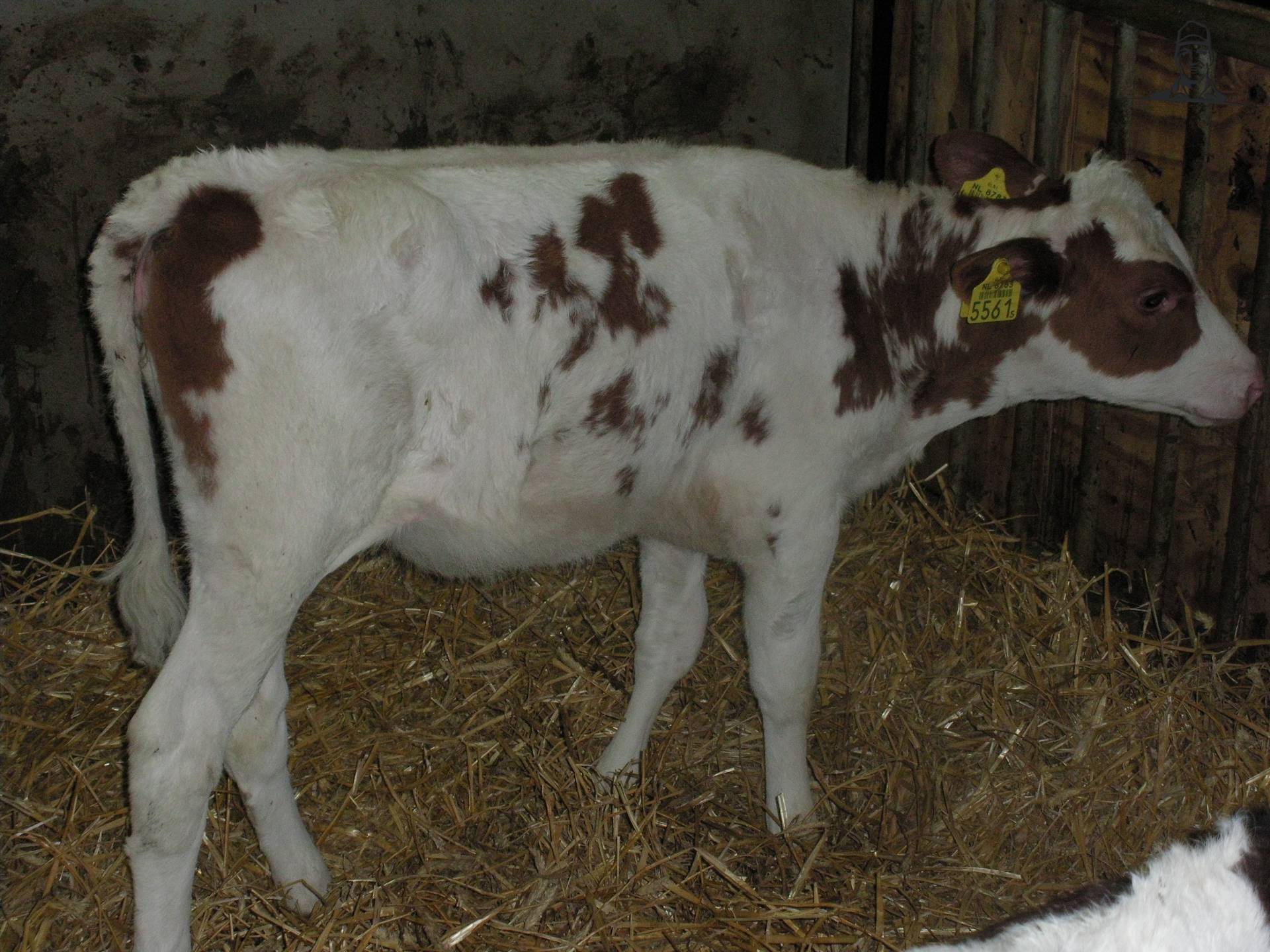 Kodak dochter van claasfan530