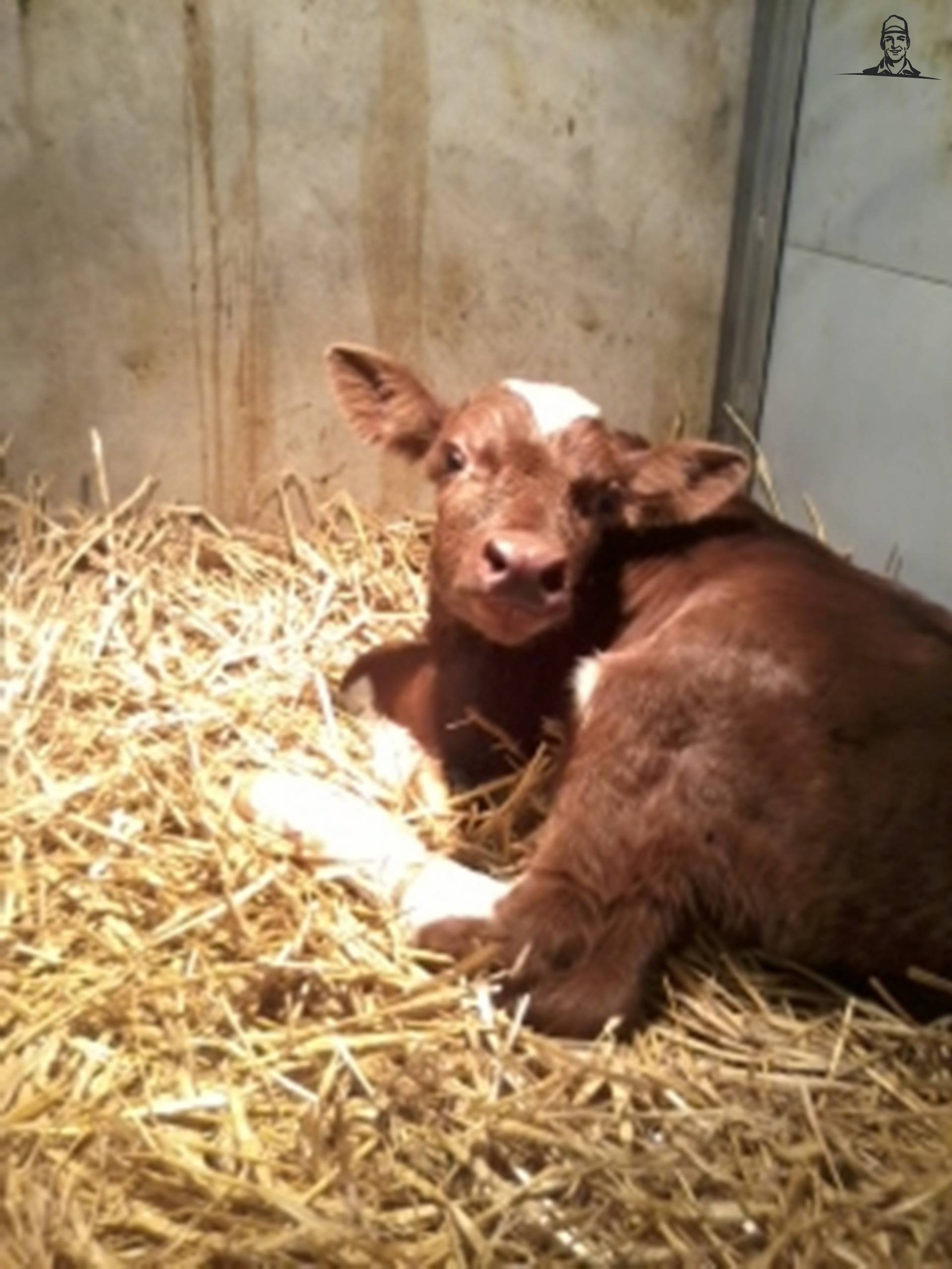 Stierkalf van claasfan530