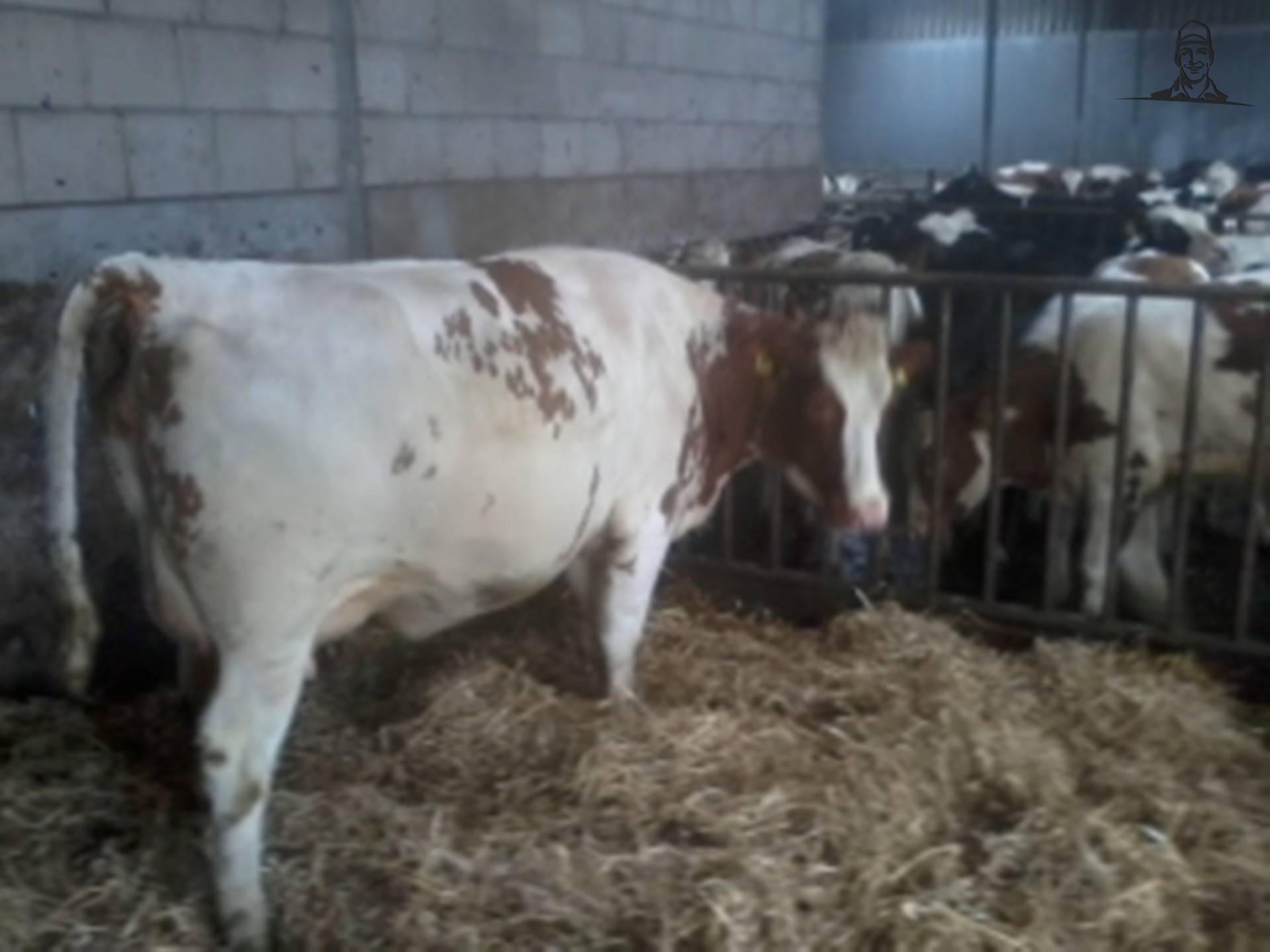 Vaars van claasfan530