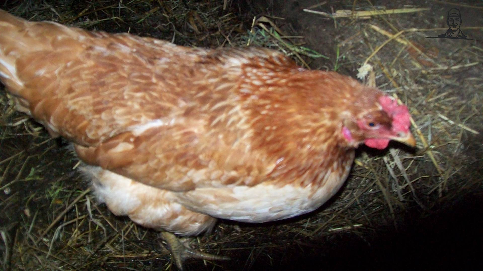 kippie van david5454