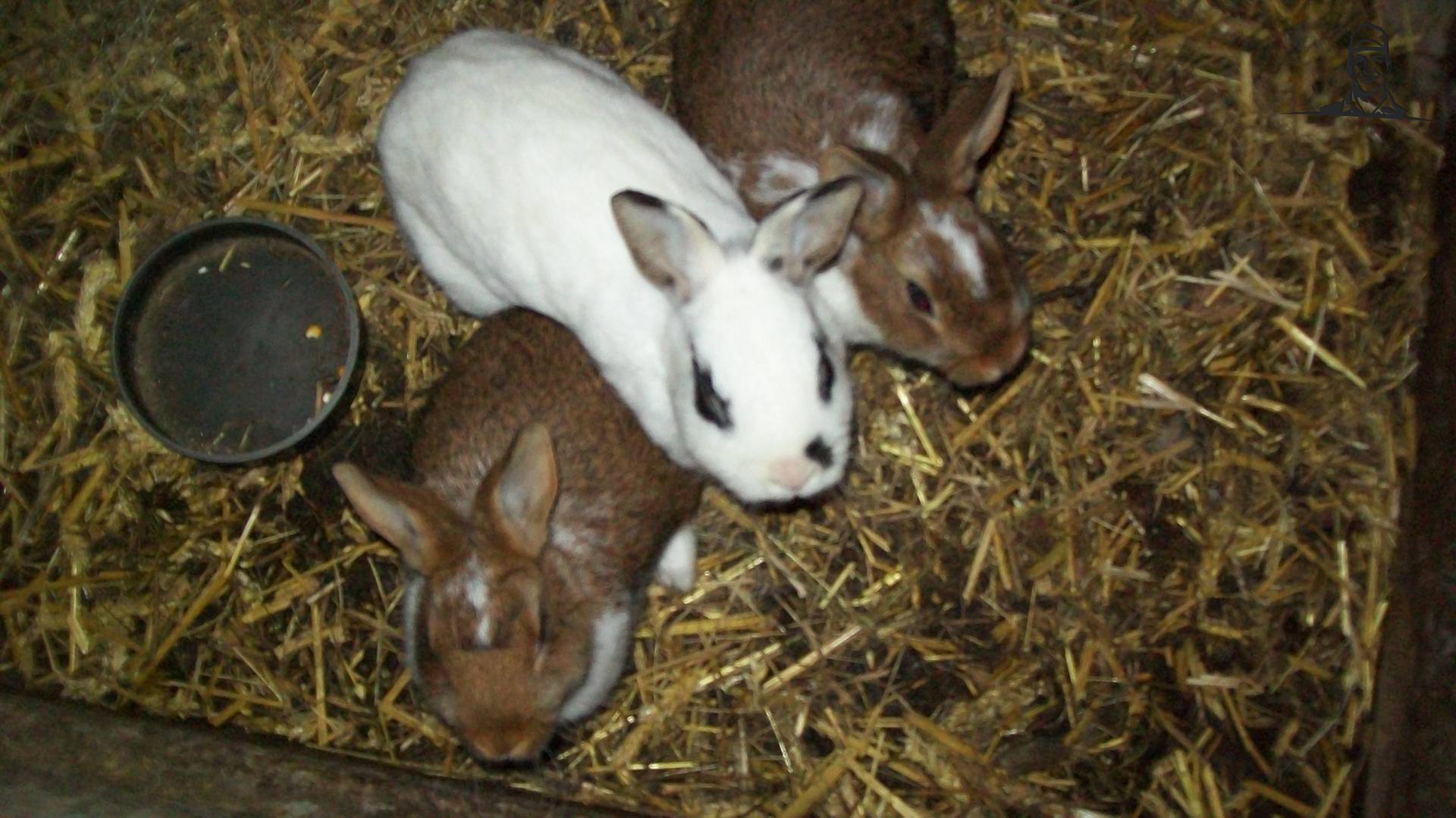 konijnen van david5454