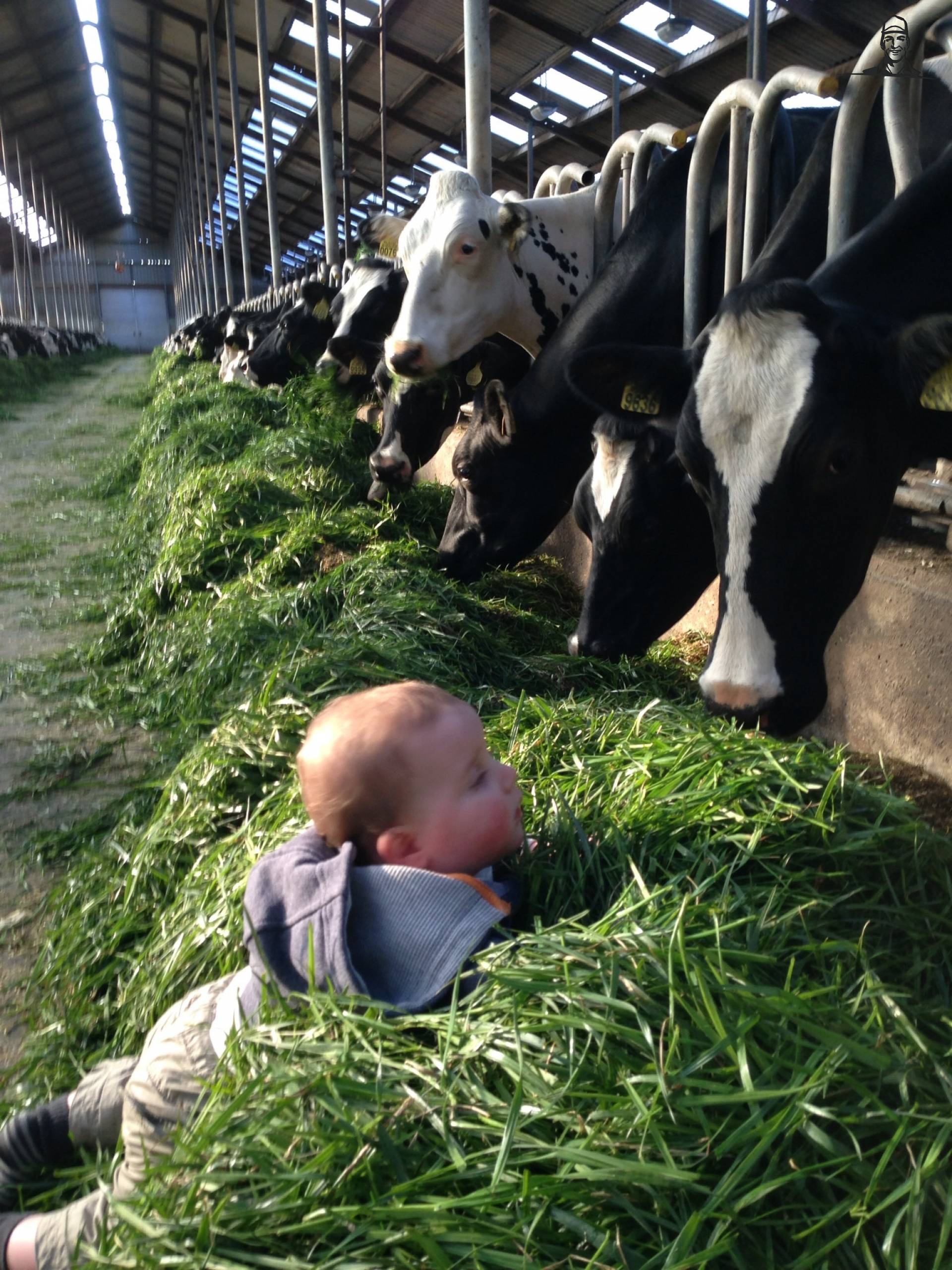 Het gras seizoen is weer begonnen van LouRoald