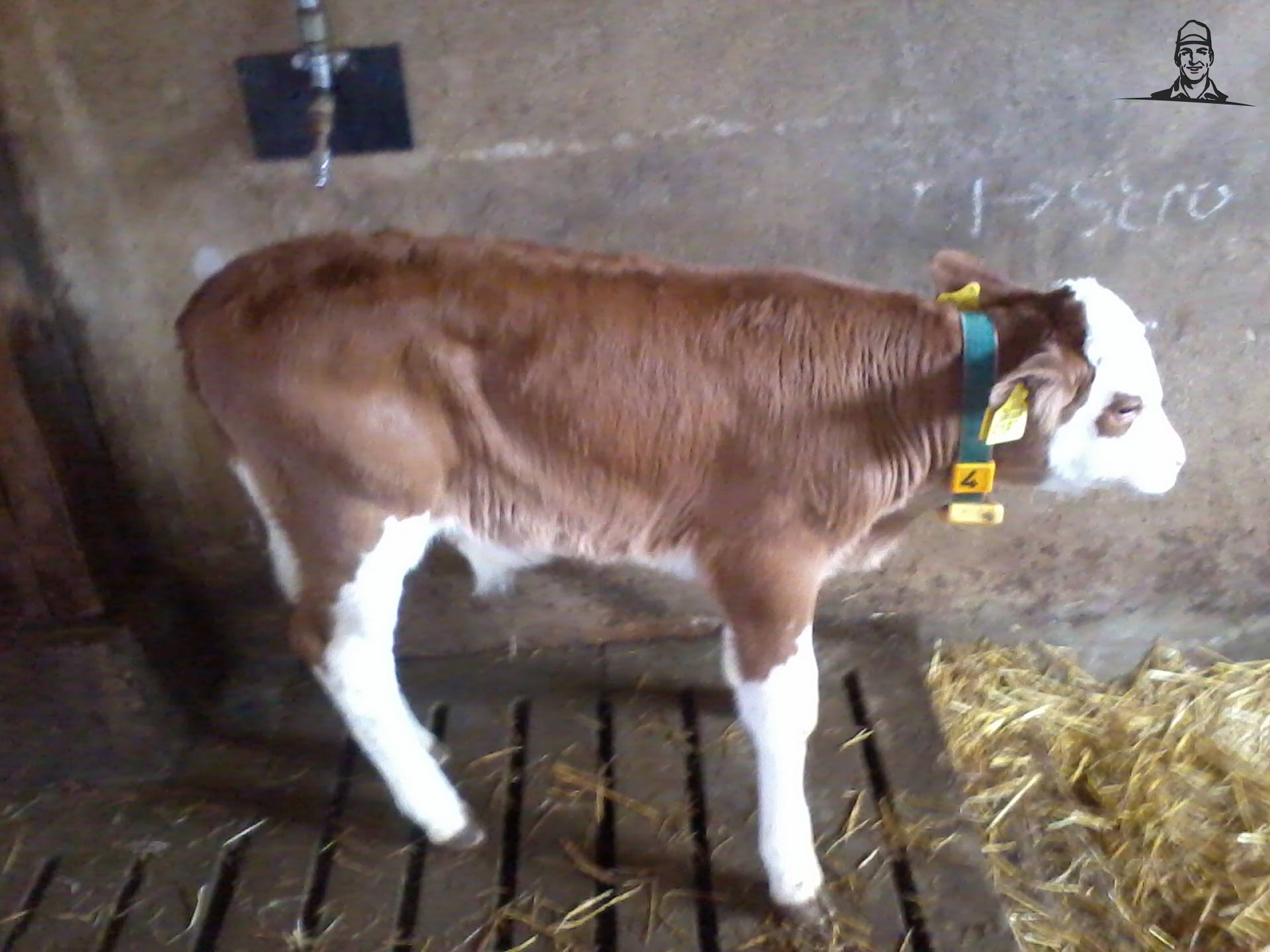 een mooi kalfje van snowbee