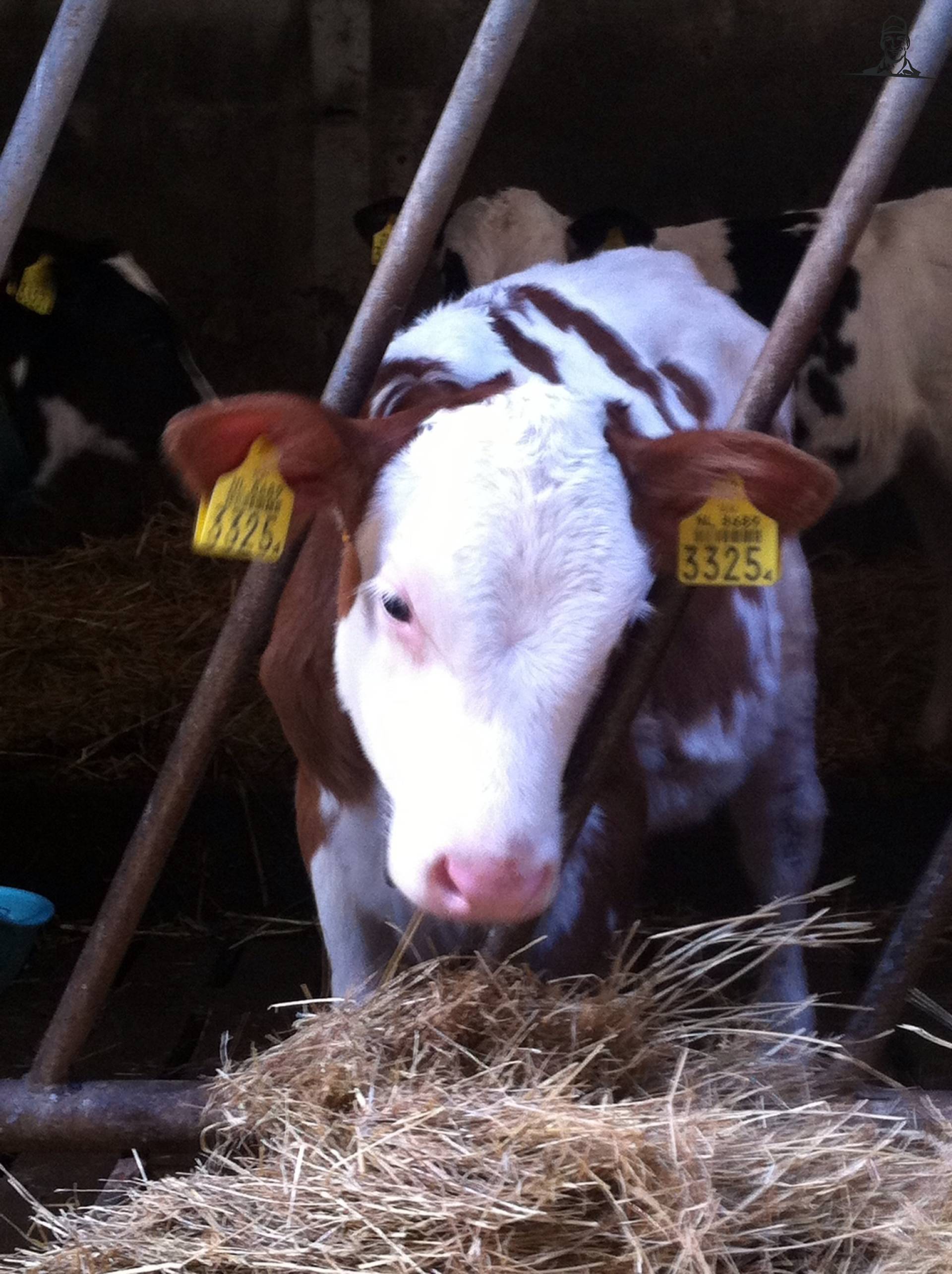 Kalfje van hijnfendt