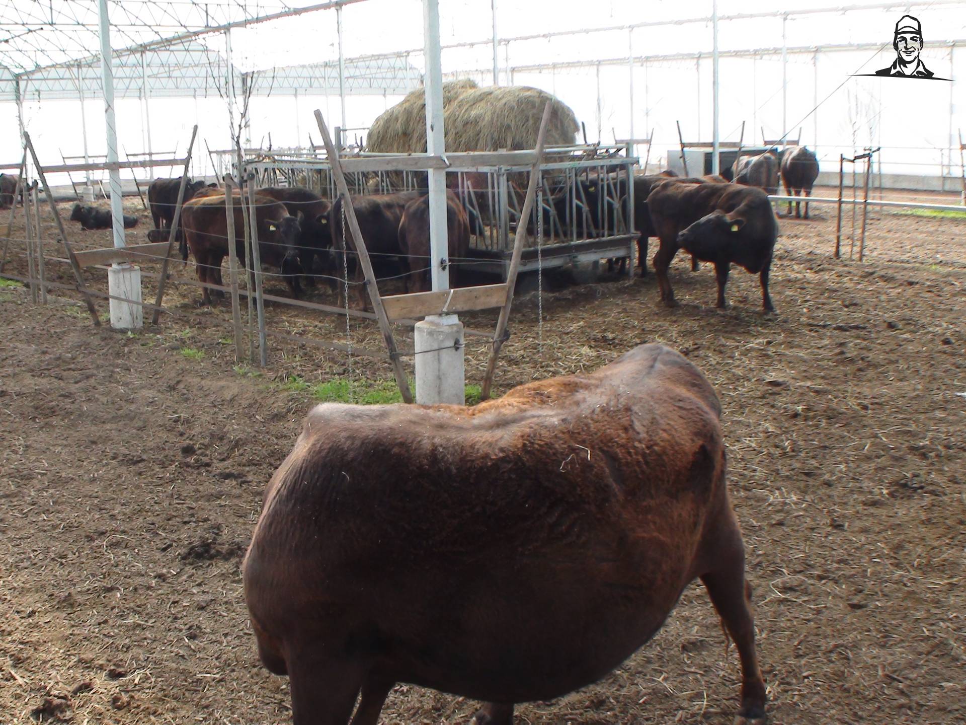 Wagyutuin van Grasbaal