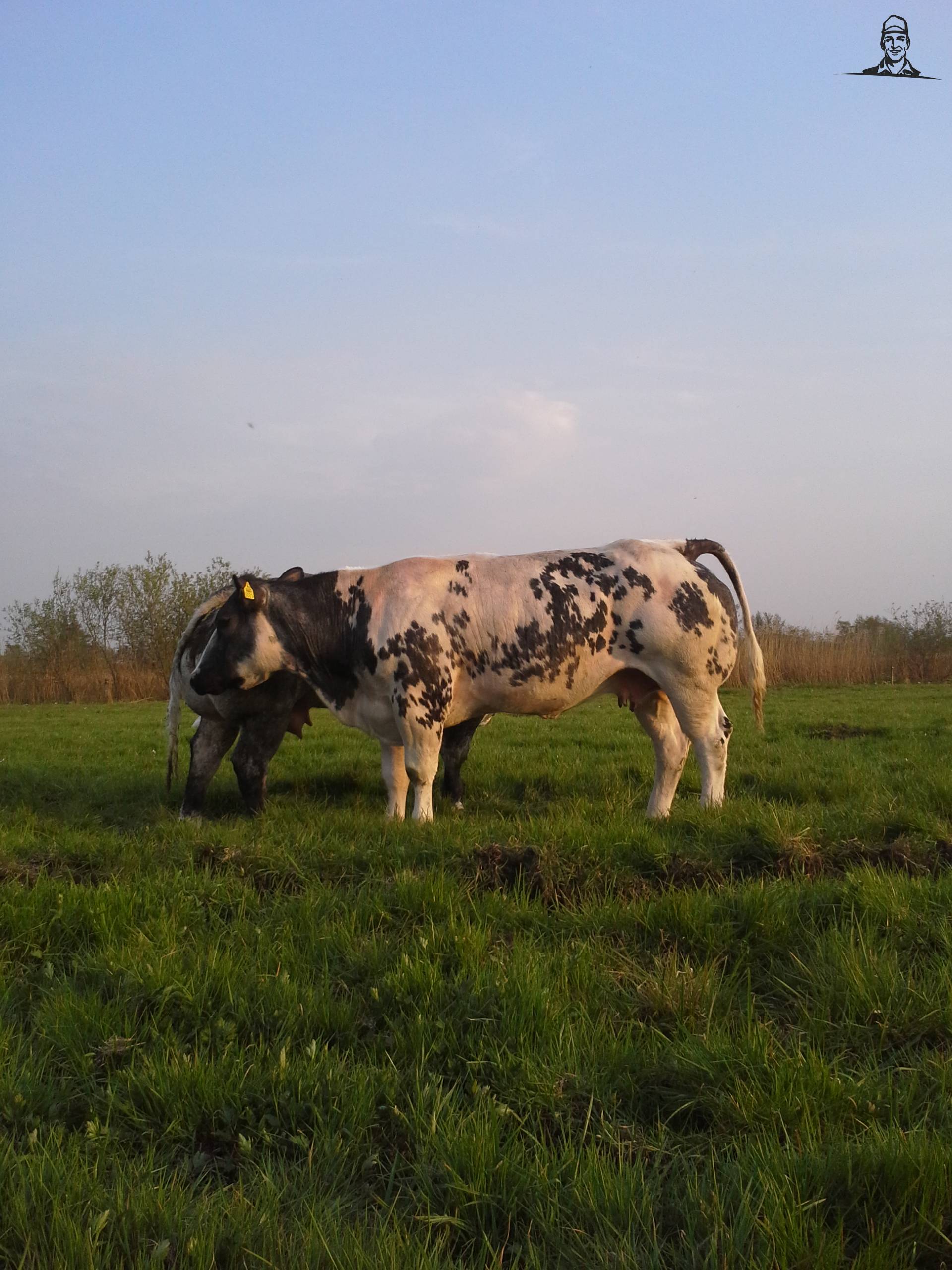 belgische blauwe koe van herrald