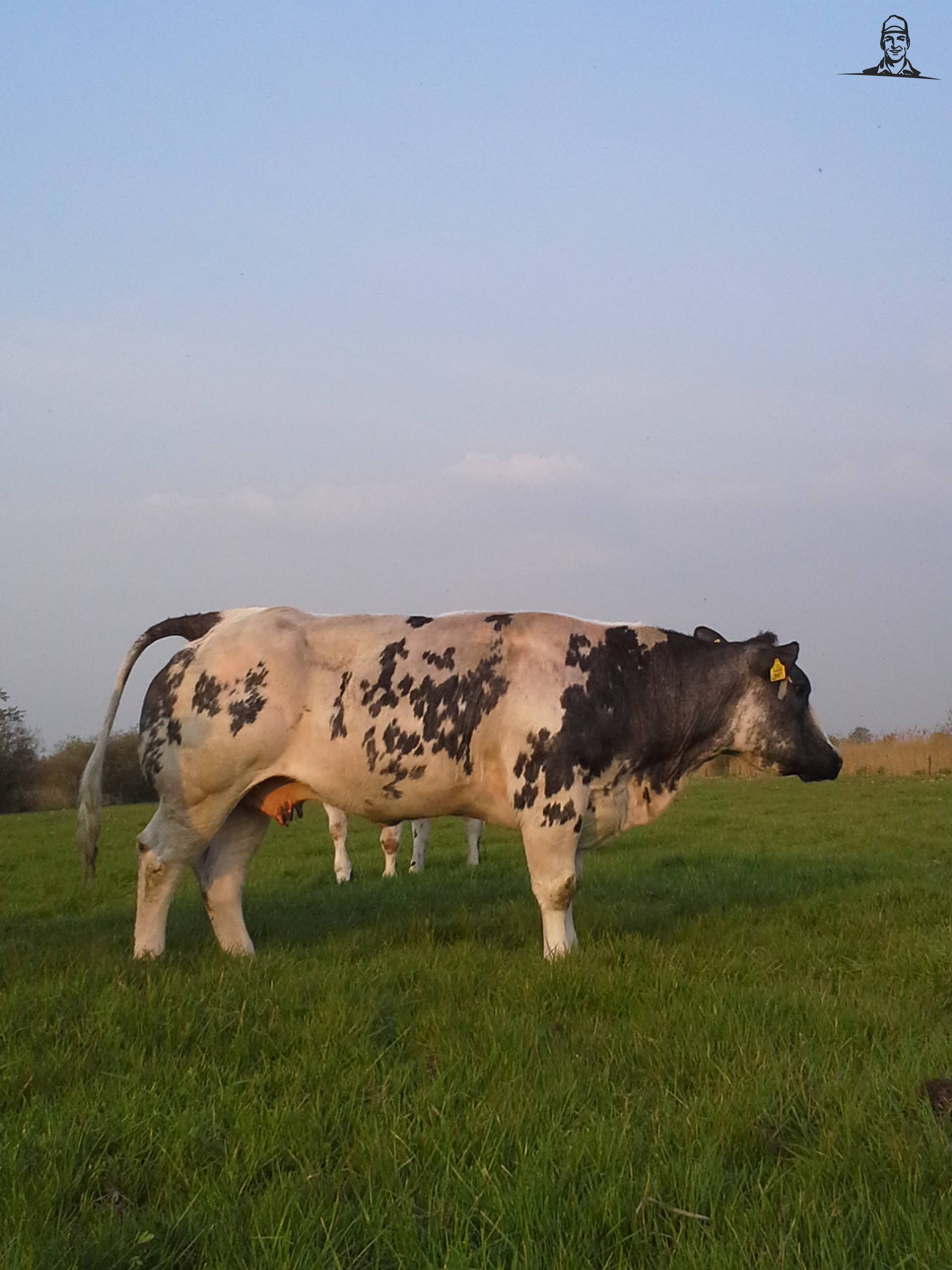 belgische blauwe koe van herrald