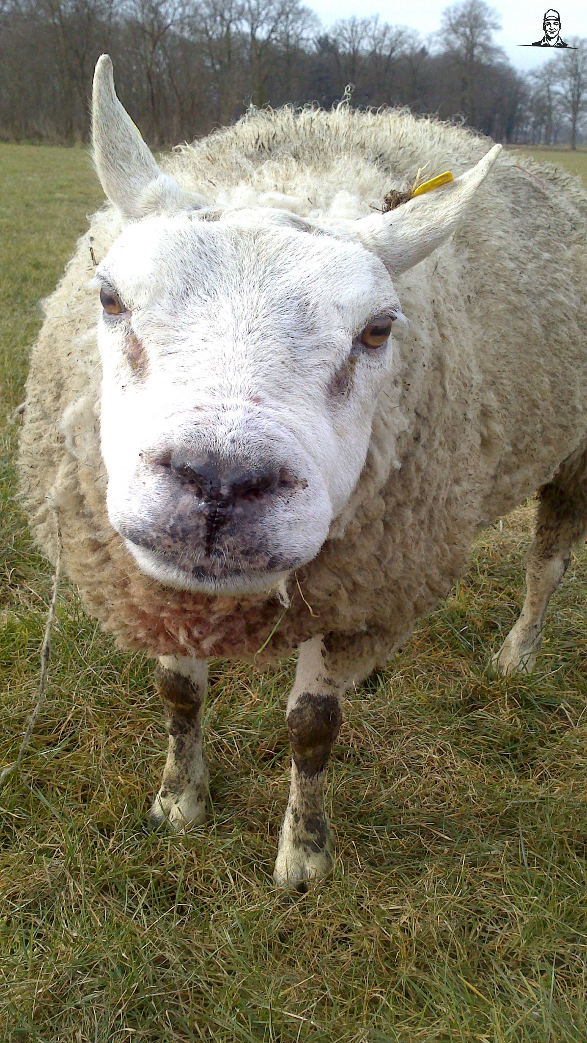 schapenbok van ford46