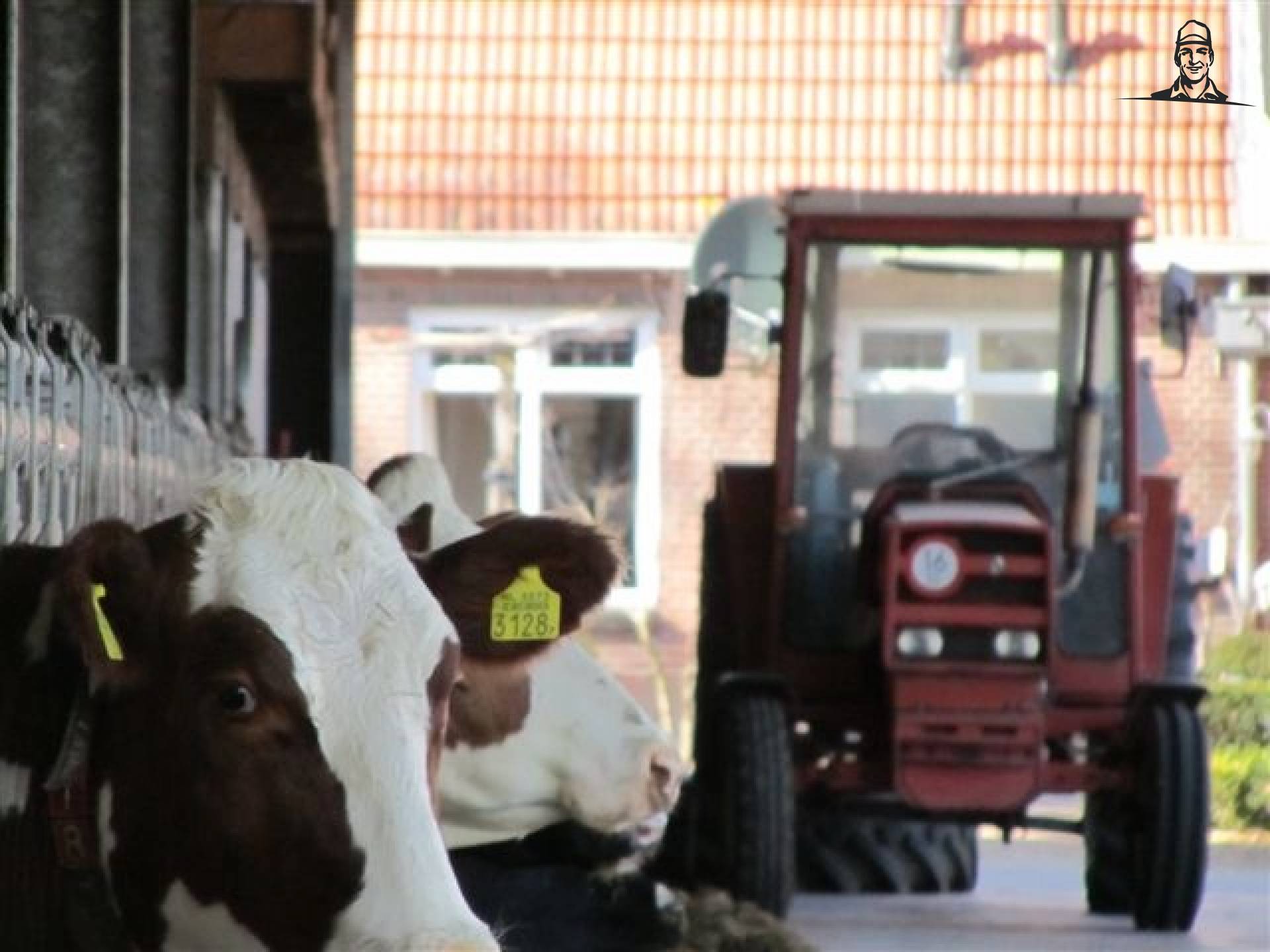 Koeien van hijnfendt