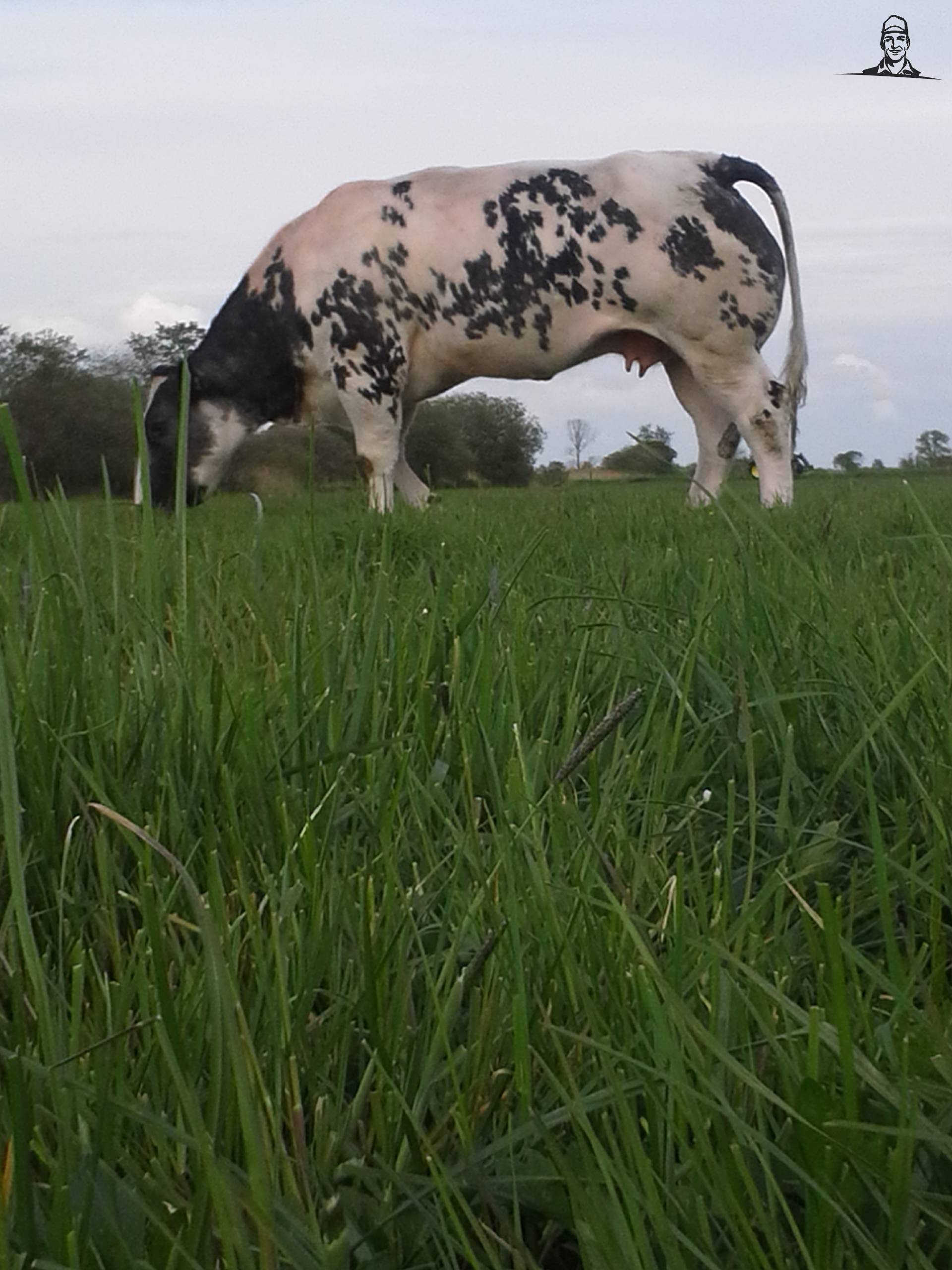 belgische blauwe koe van herrald