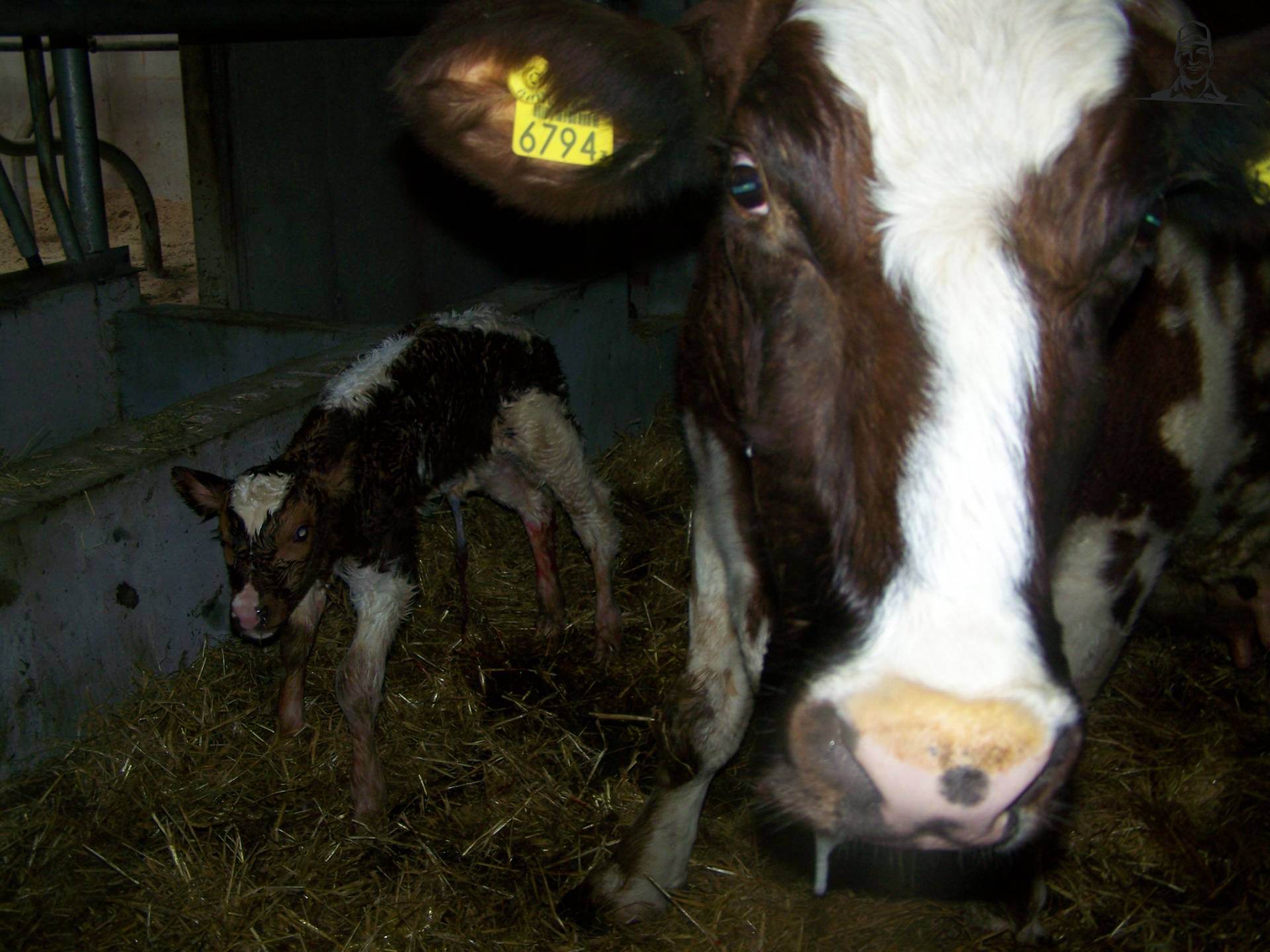 Koe heeft voor de 14de keer gekalft!!! van Fiat110-90 DT