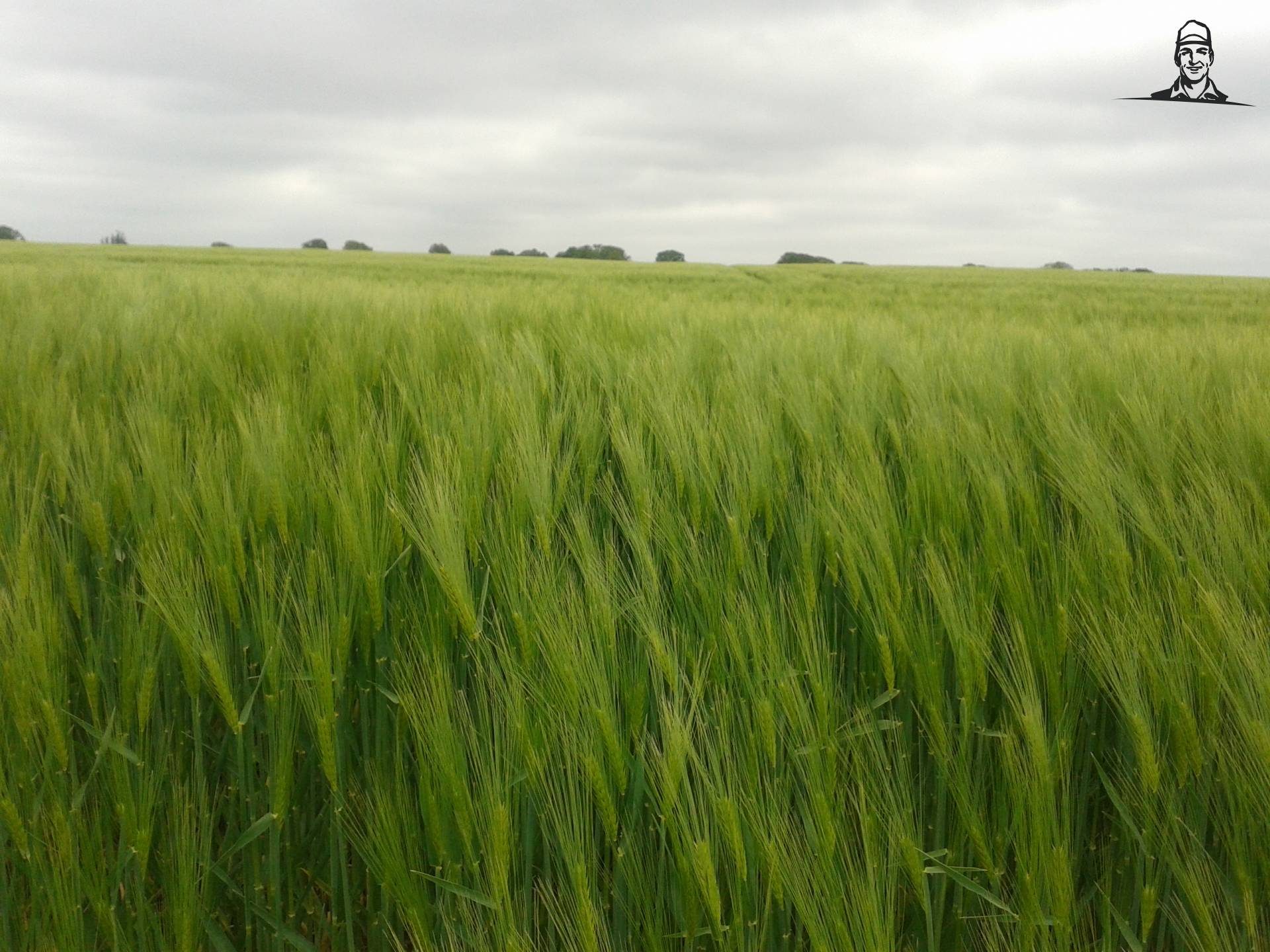 Gerst van Case-IH Fan
