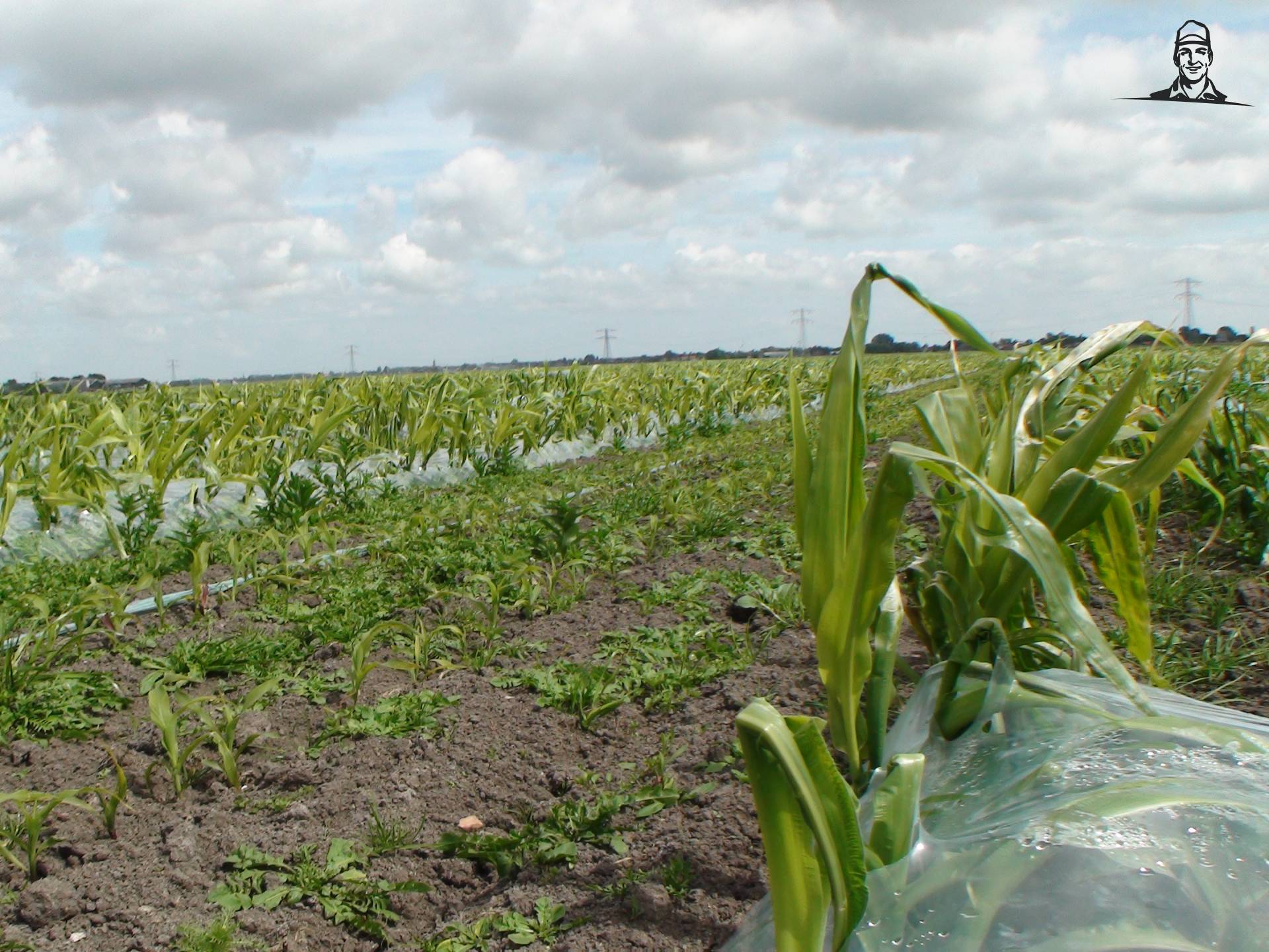 Foliemais duidelijke voorsprong van Grasbaal