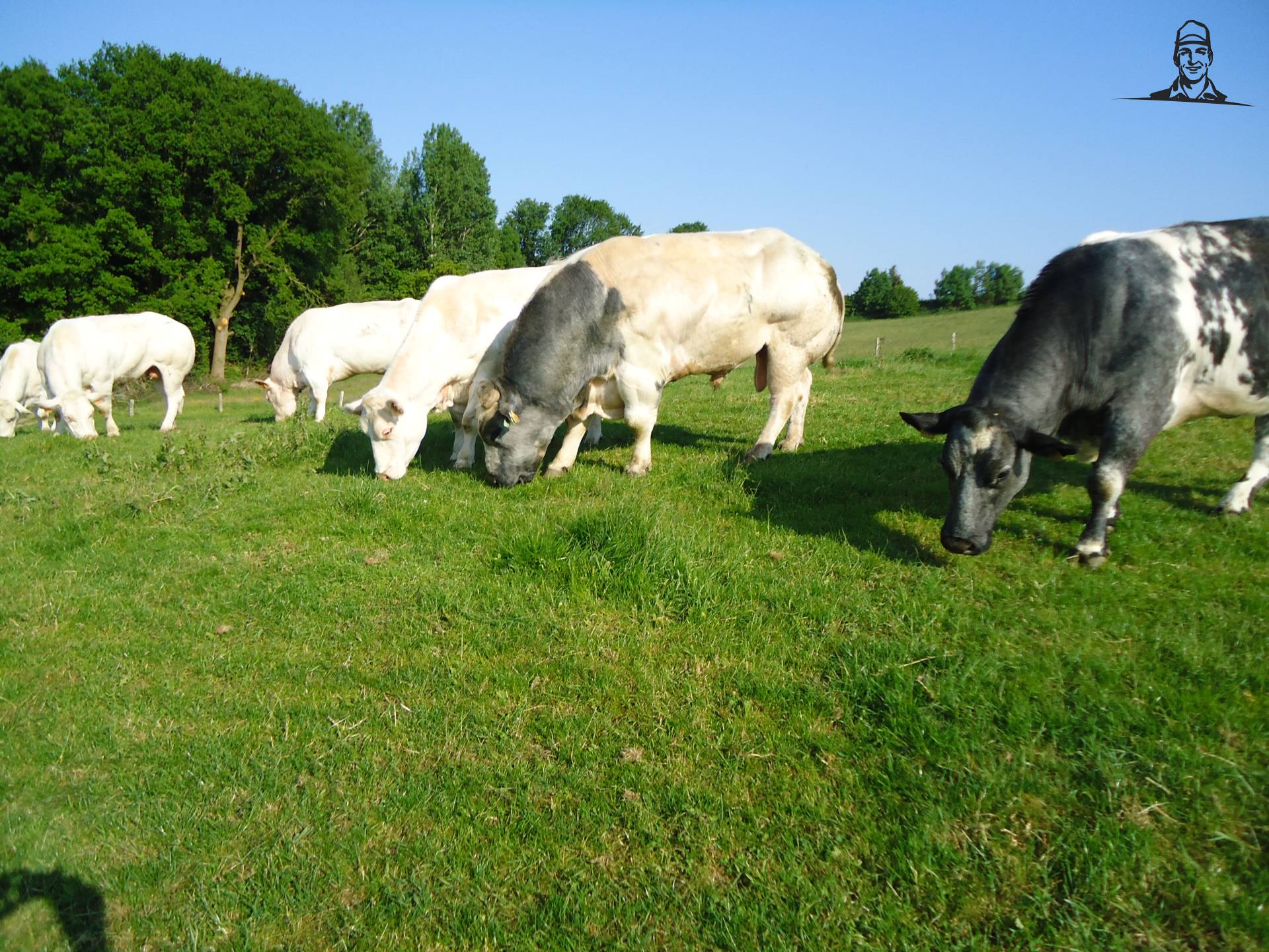 koeien in de wei van Jonass